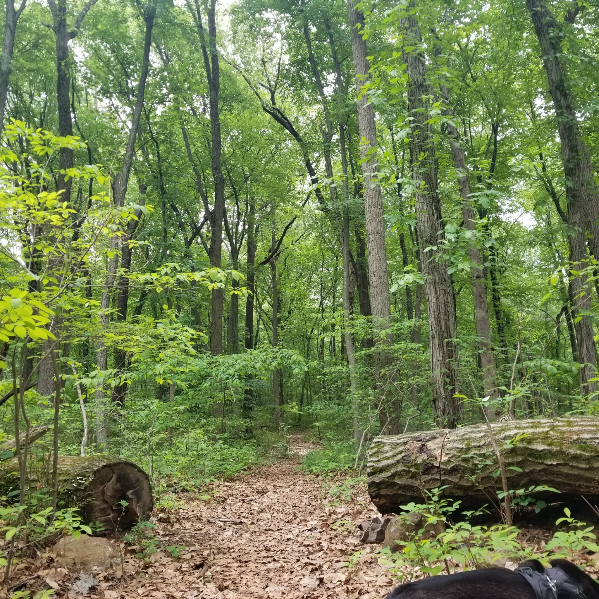South Mountain Trail - Allentown, PA