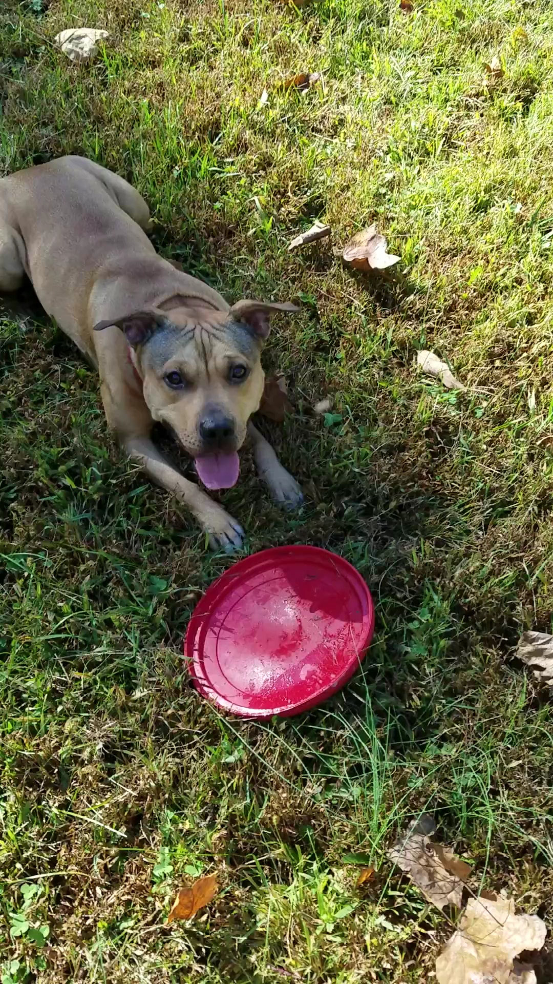 Waldheim Park Grandpop - Allentown, PA