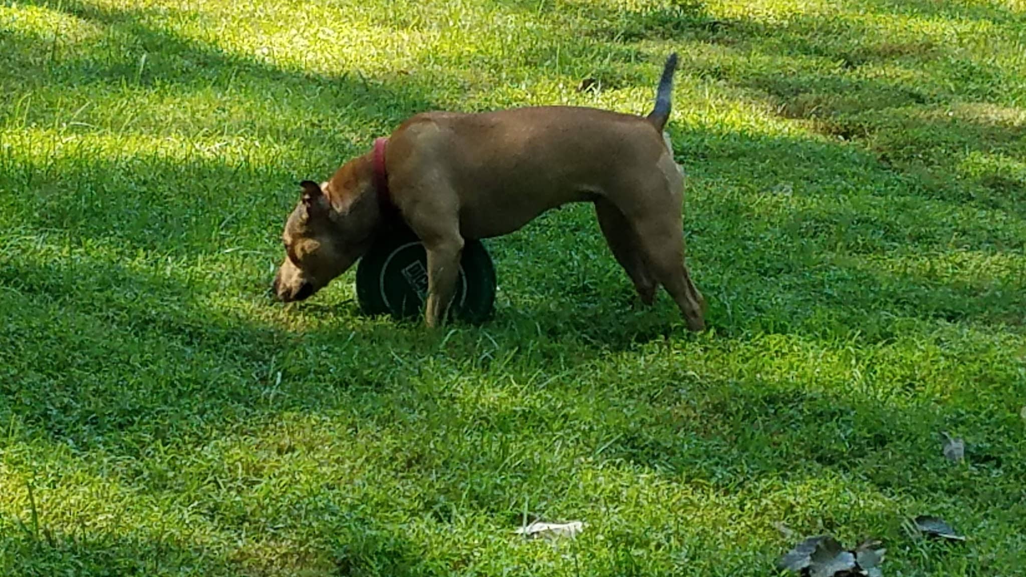 Waldheim Park Grandpop - Allentown, PA