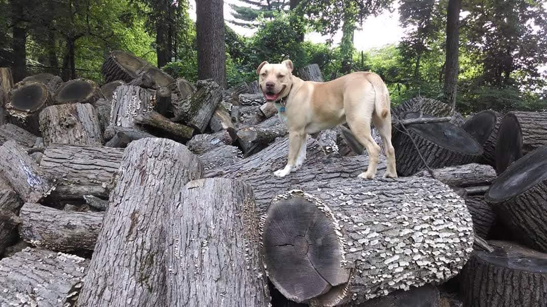 Waldheim Park Grandpop - Allentown, PA