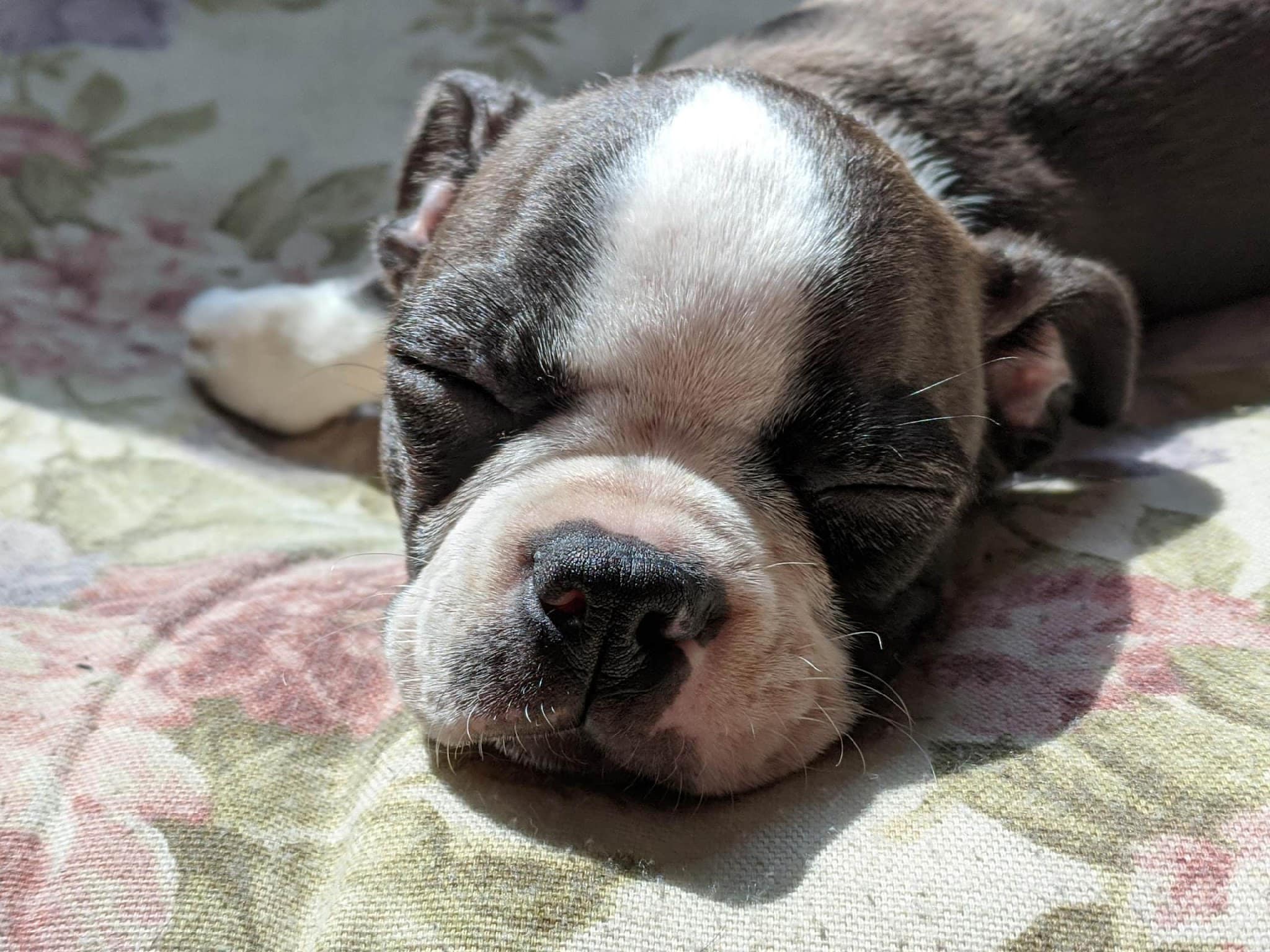 The Dog Barn - Alma, GA