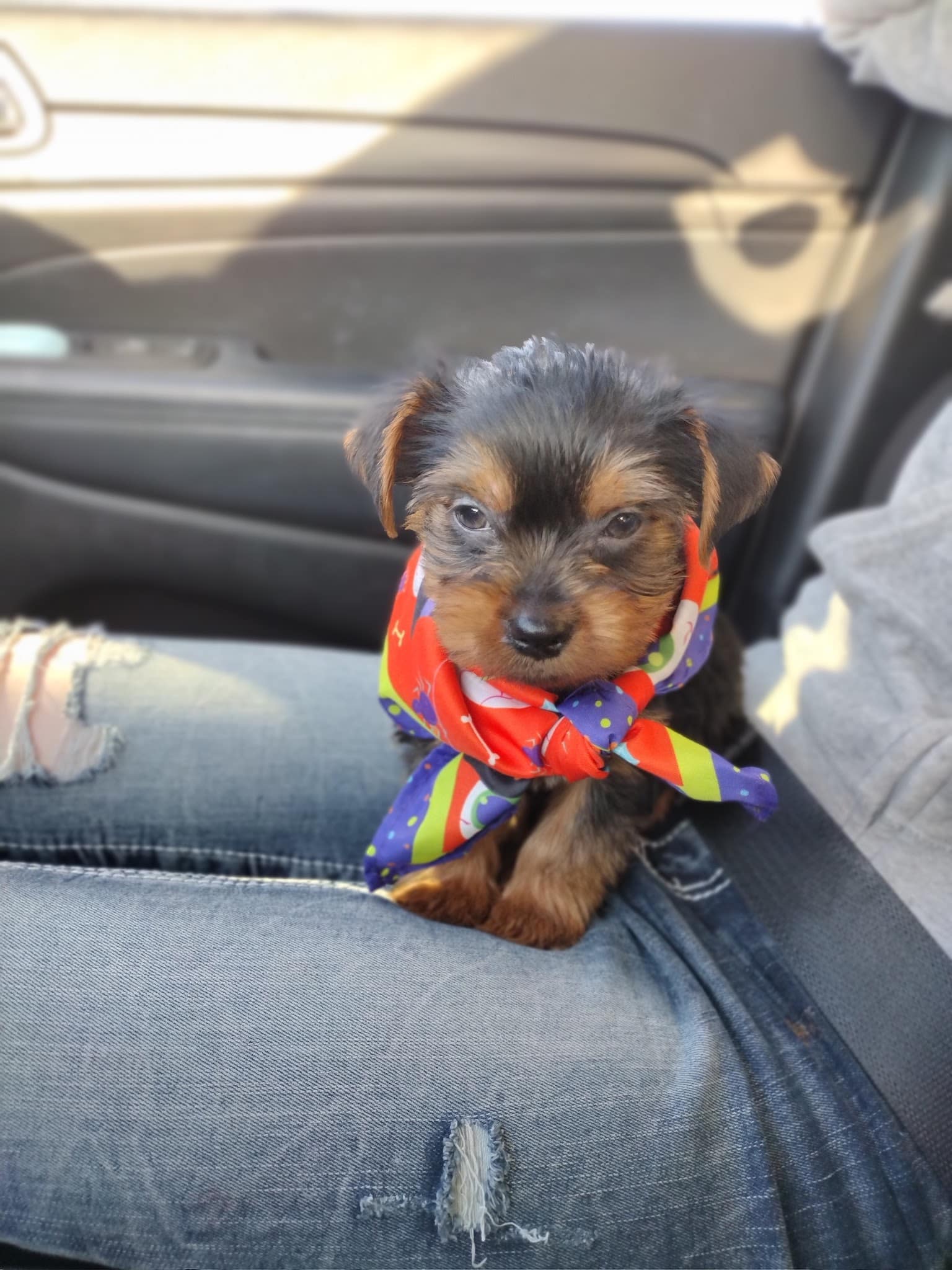 The Dog Barn - Alma, GA