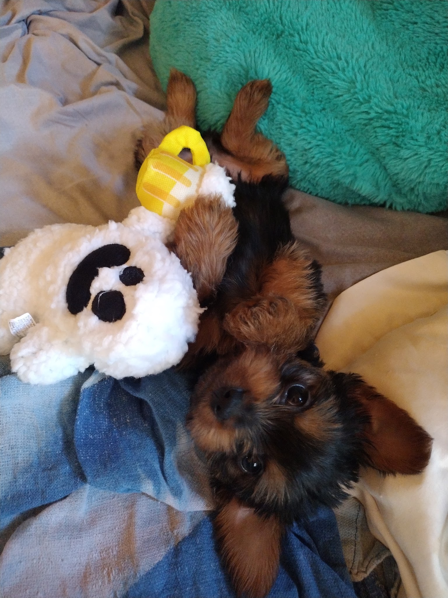 The Dog Barn - Alma, GA