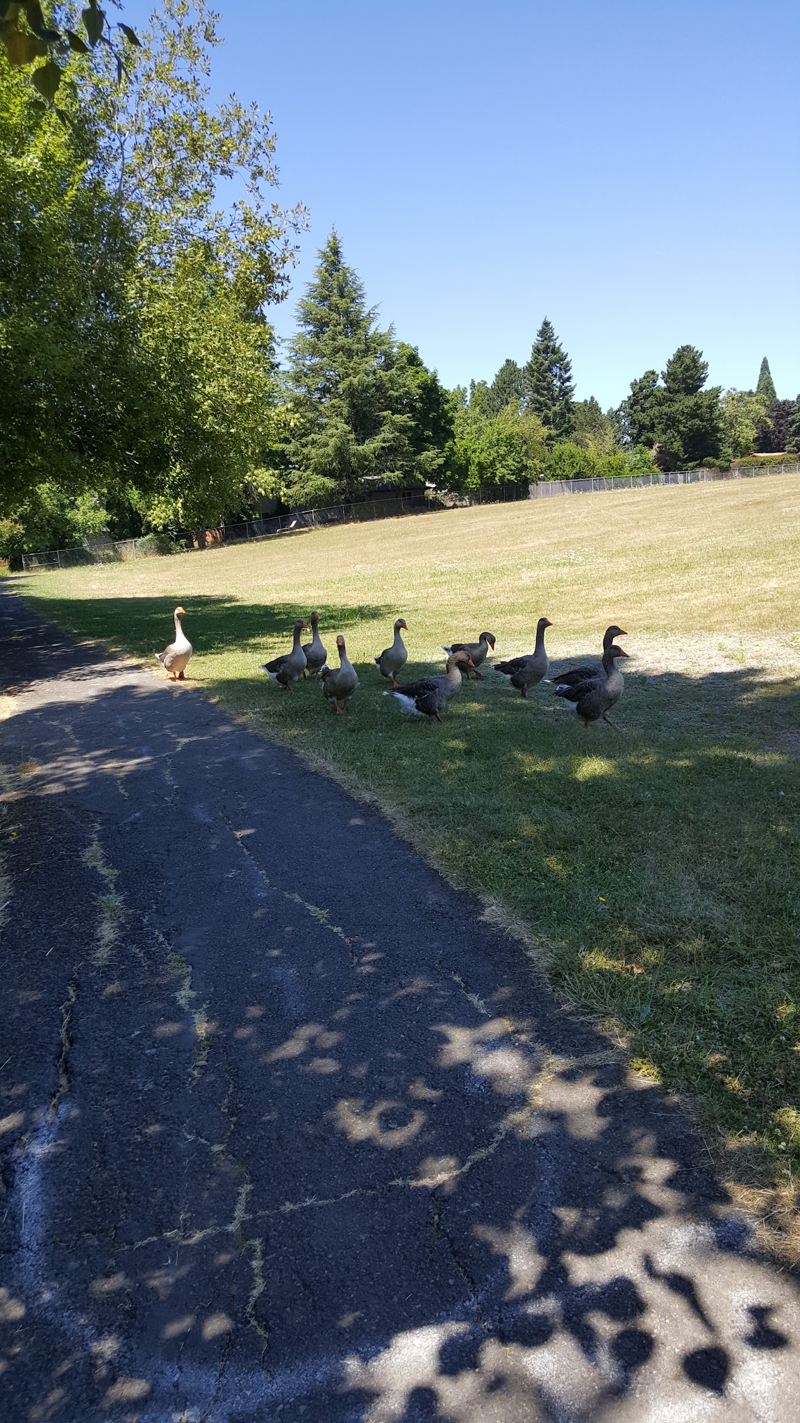 Butternut Park - Aloha, OR