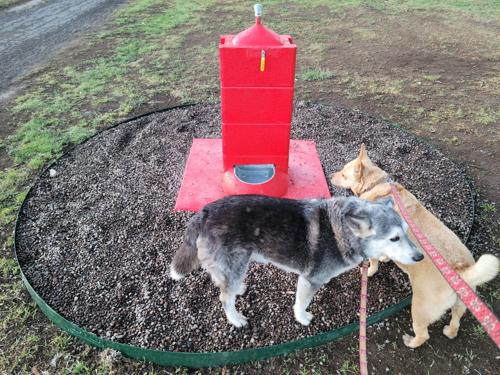 Alpine Dog Park - Alpine, TX