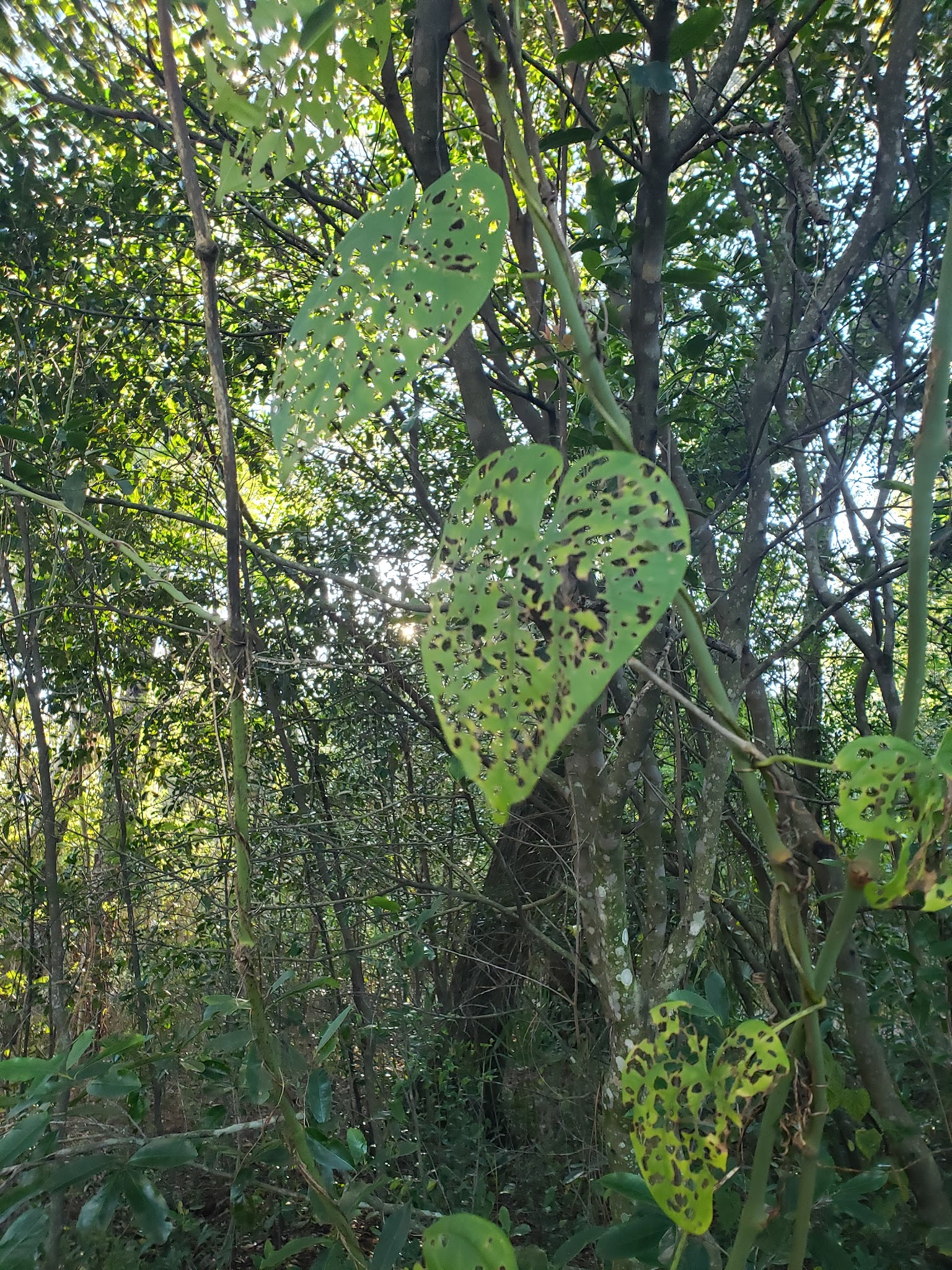 Seminole Wekiva Trail - Seminole County Softball Complex - Altamonte Springs, FL
