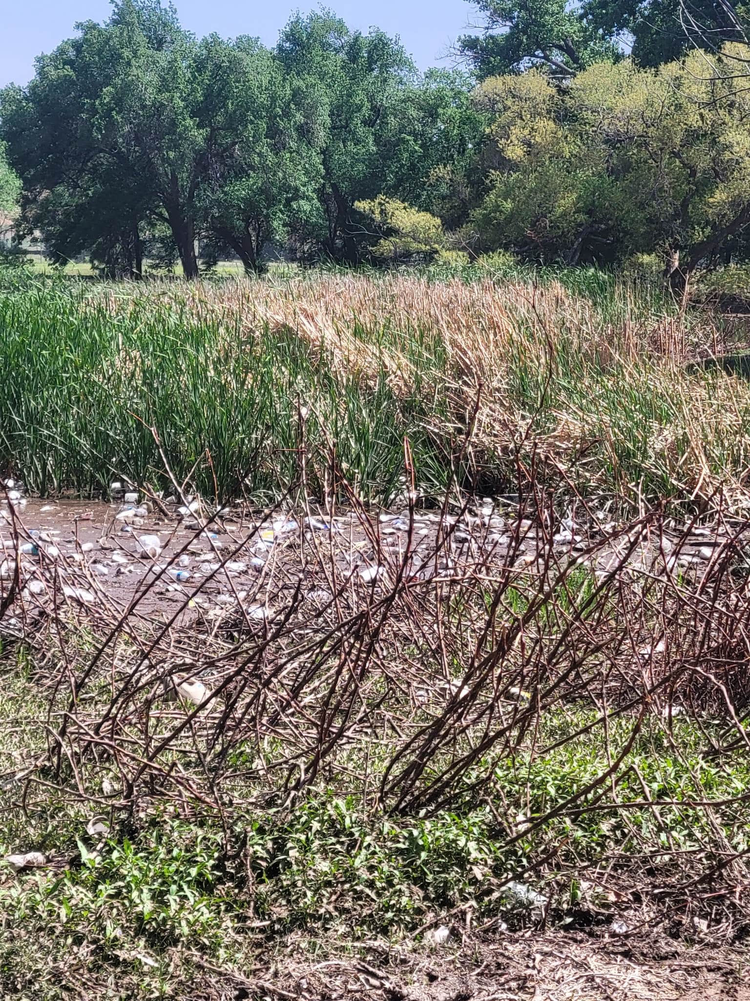 Thompson Dog Park - Amarillo, TX