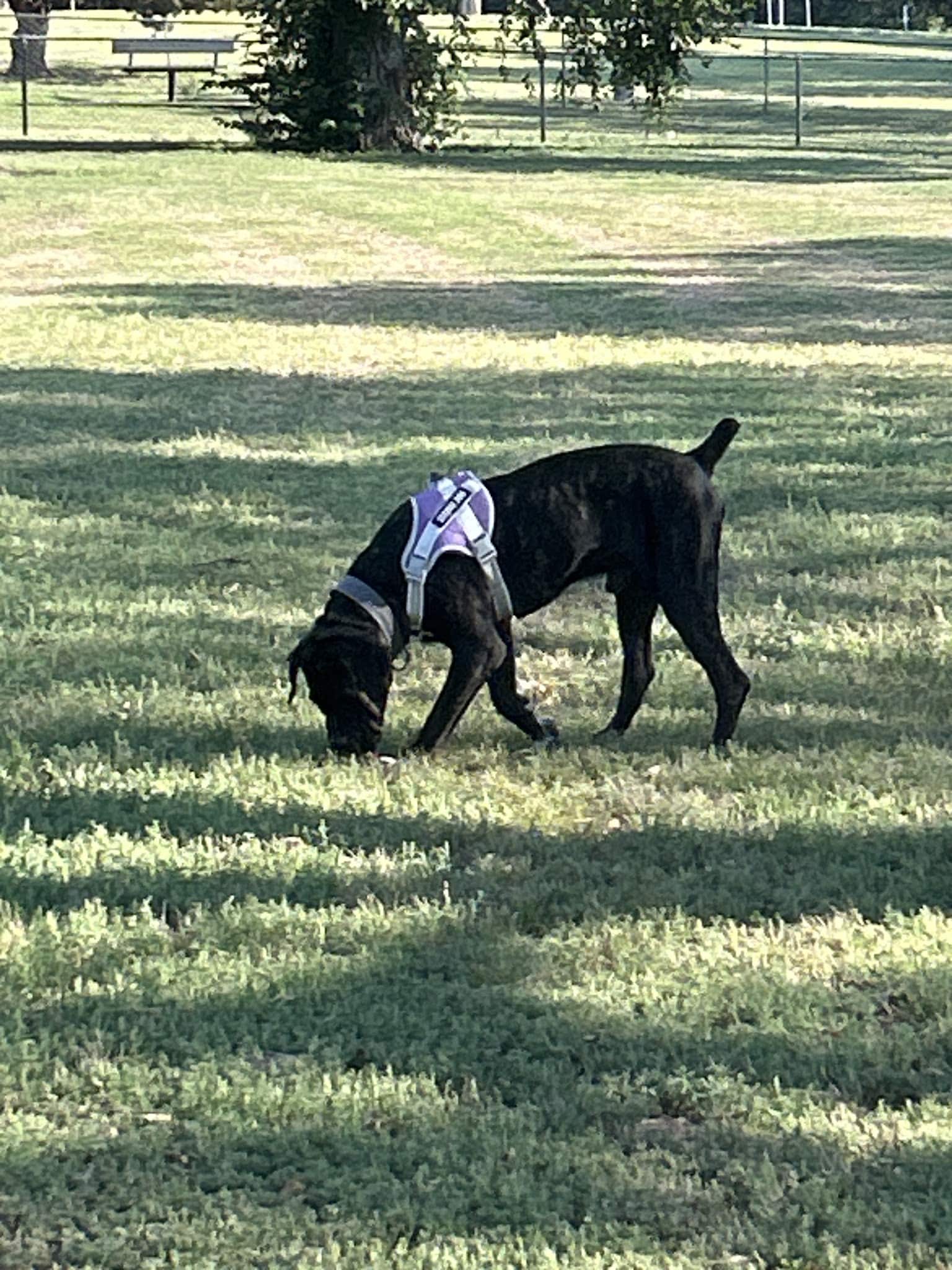 Thompson Dog Park - Amarillo, TX
