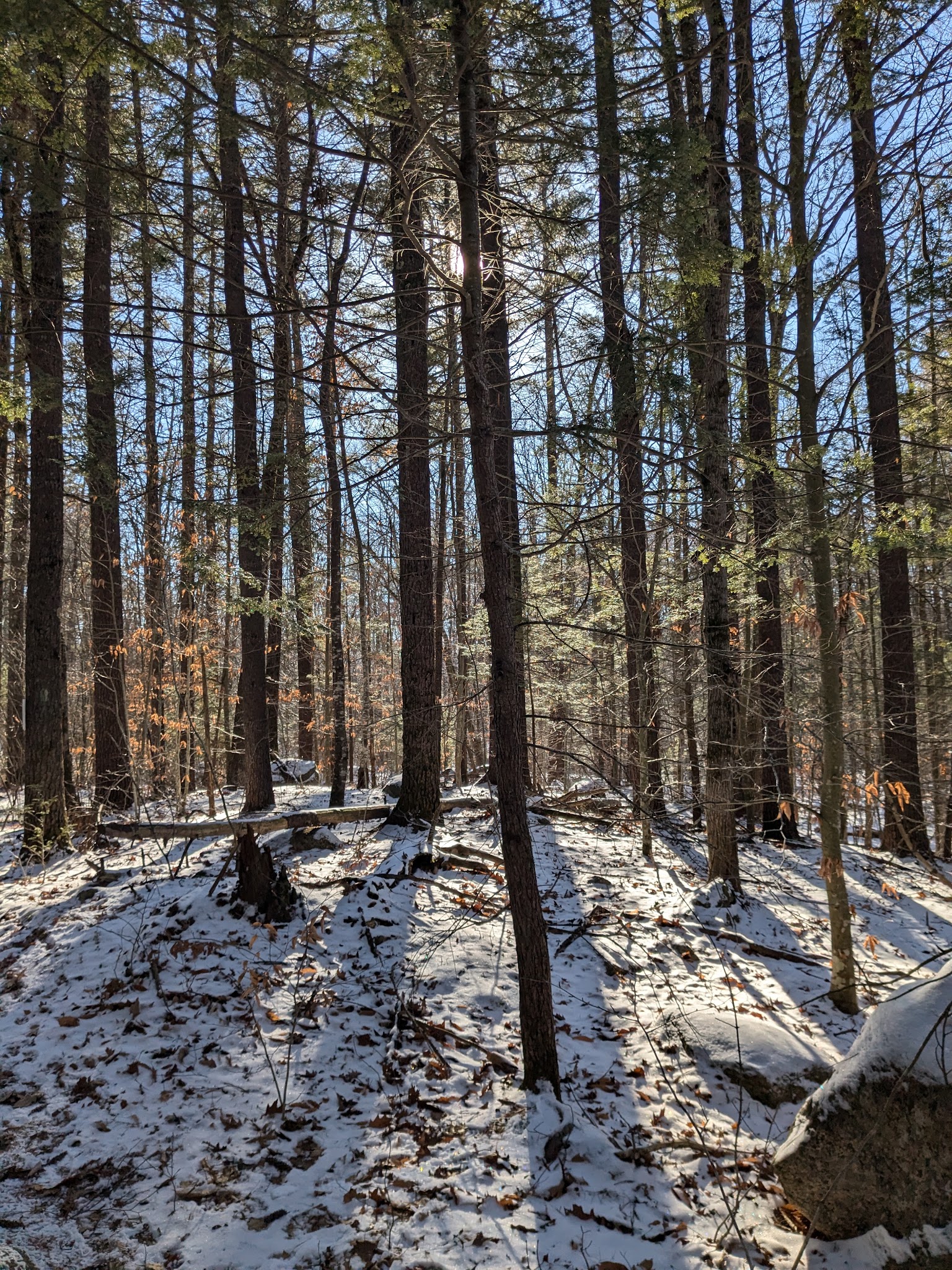 Haseltine Trail - Amherst, NH