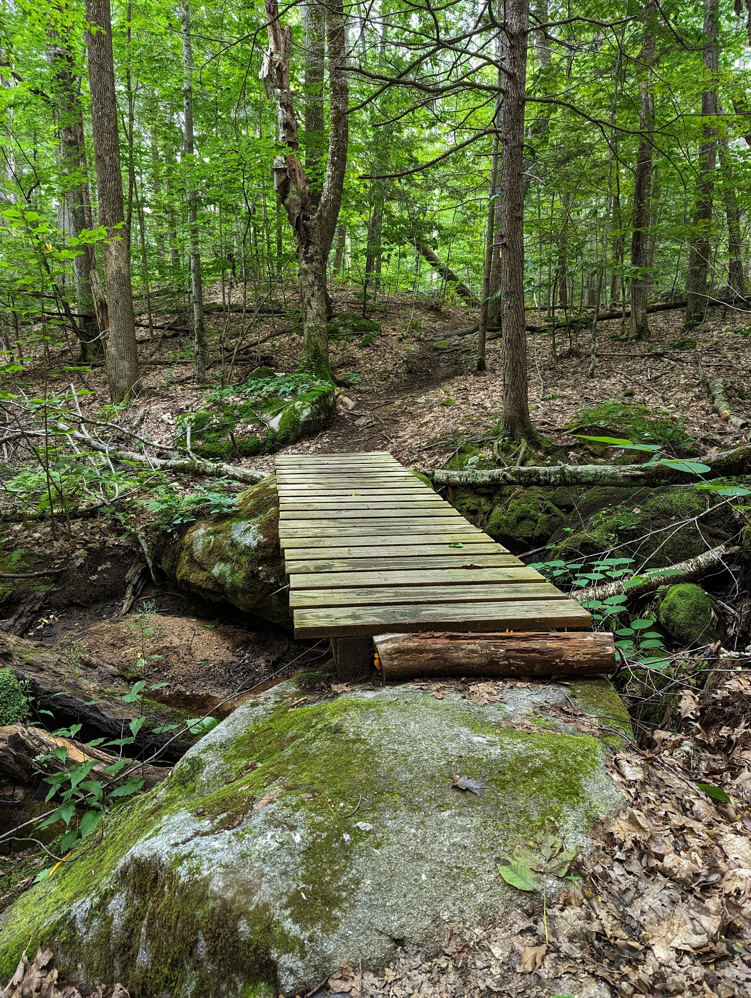 Haseltine Trail - Amherst, NH