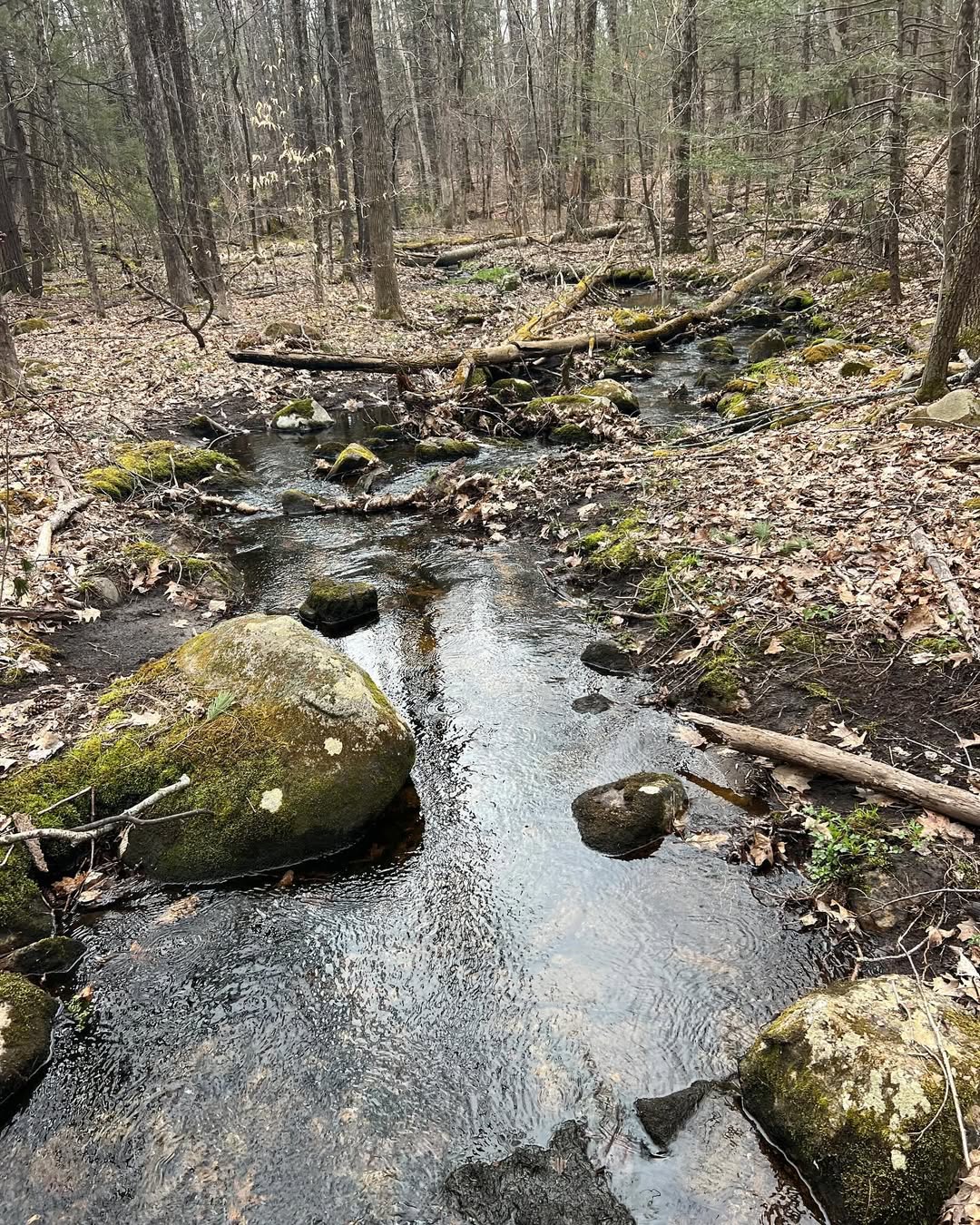 Haseltine Trail - Amherst, NH