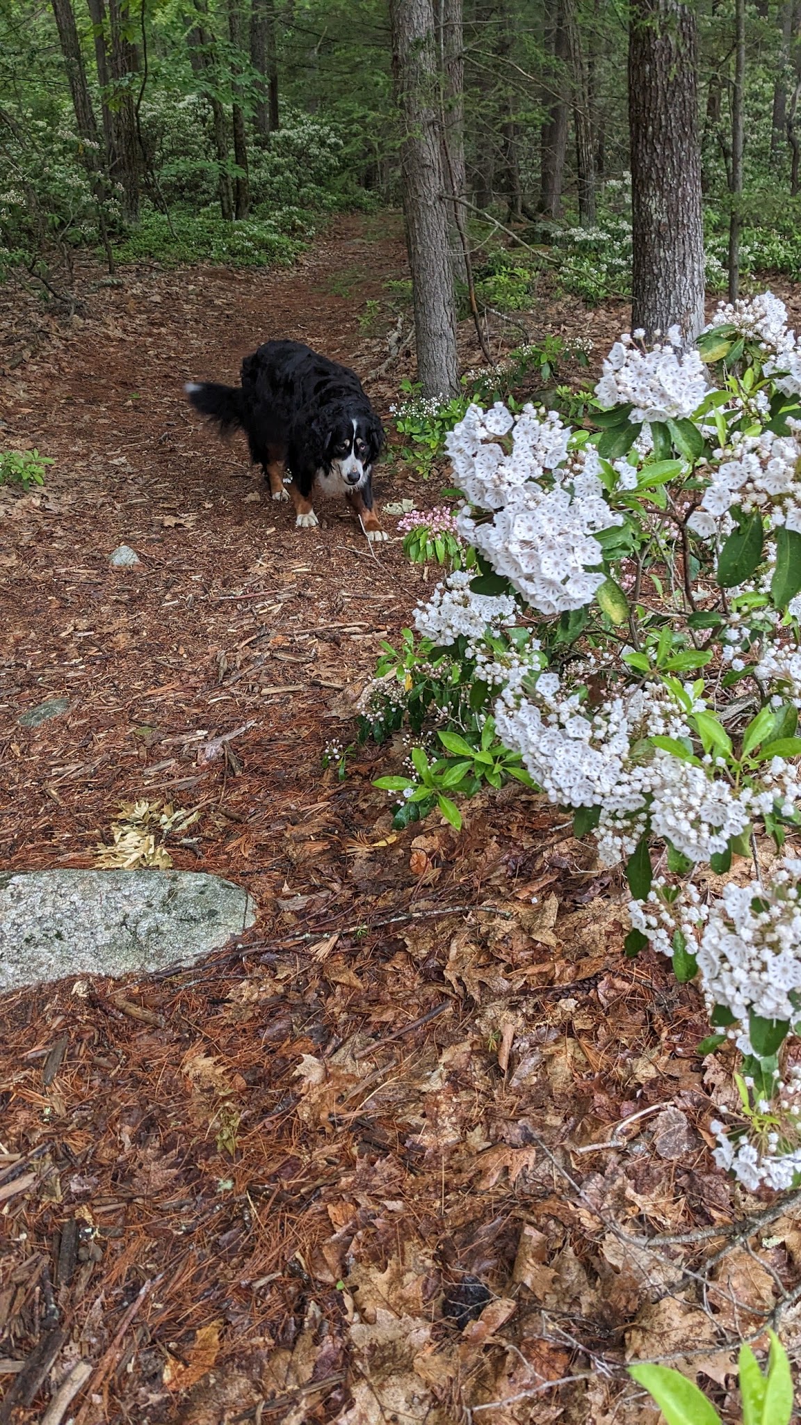 Patch Hill Trail Amherst Parking Lot - Amherst, NH