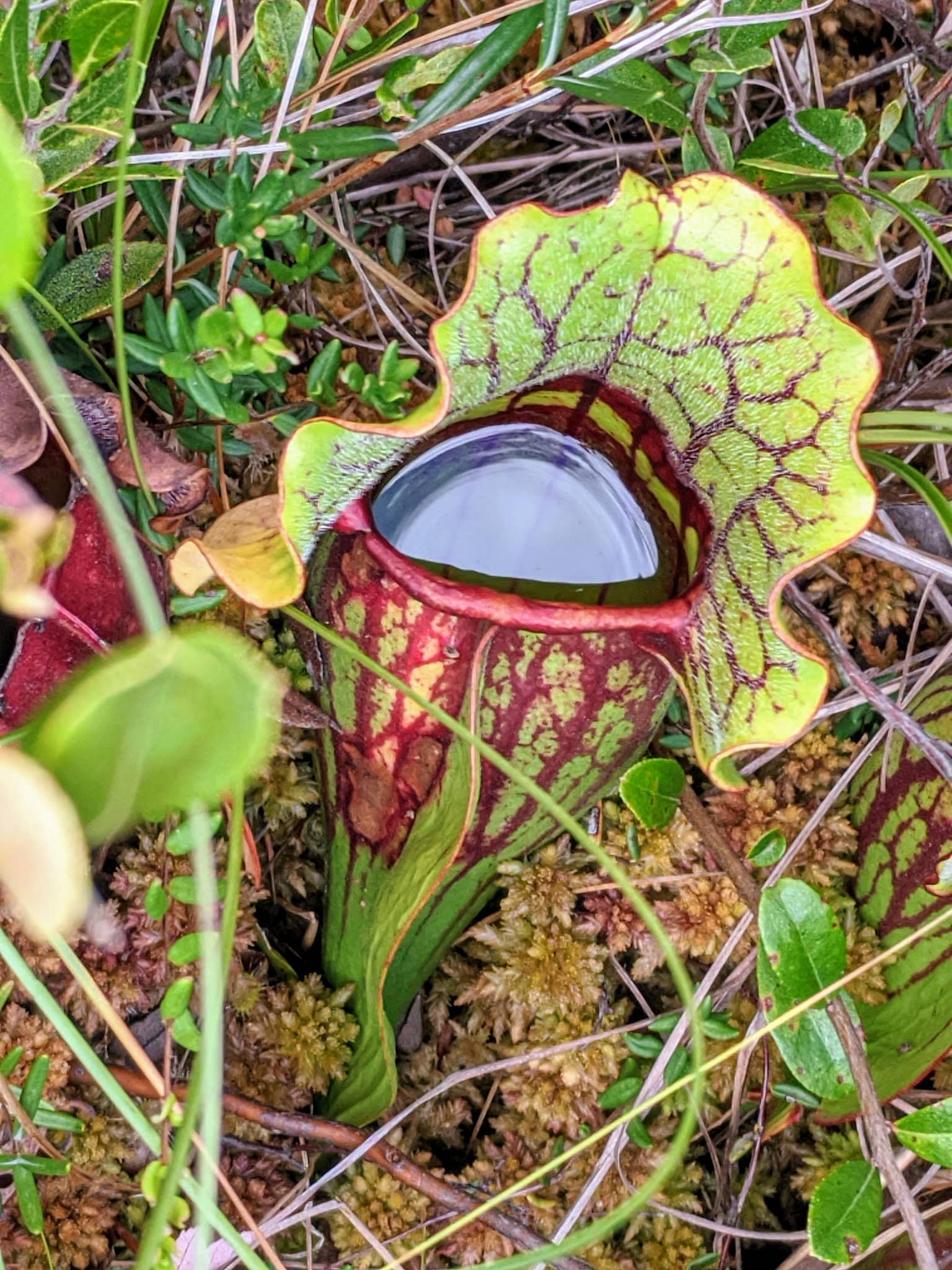 Ponemah Bog - Amherst, NH