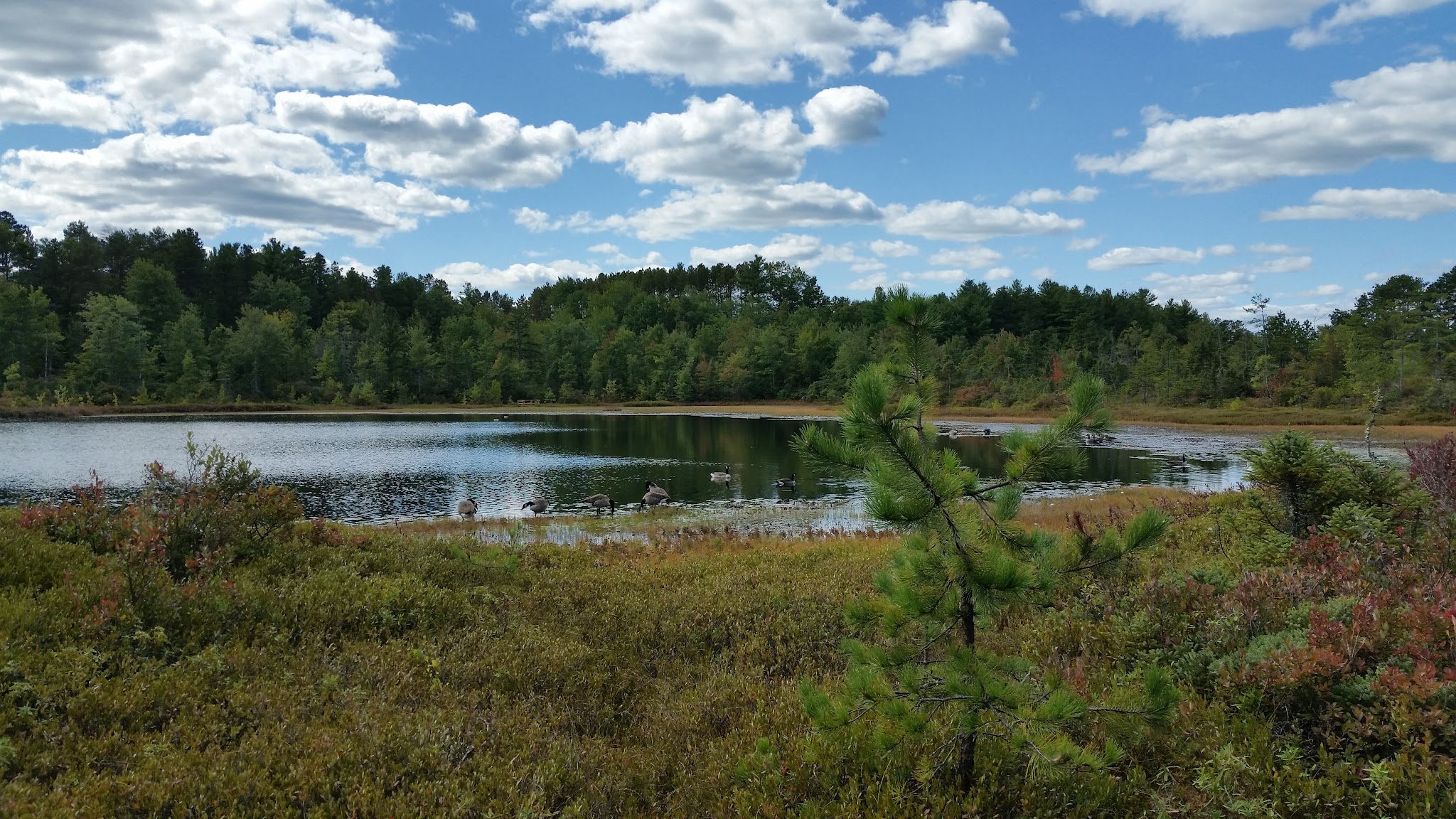 Ponemah Bog - Amherst, NH