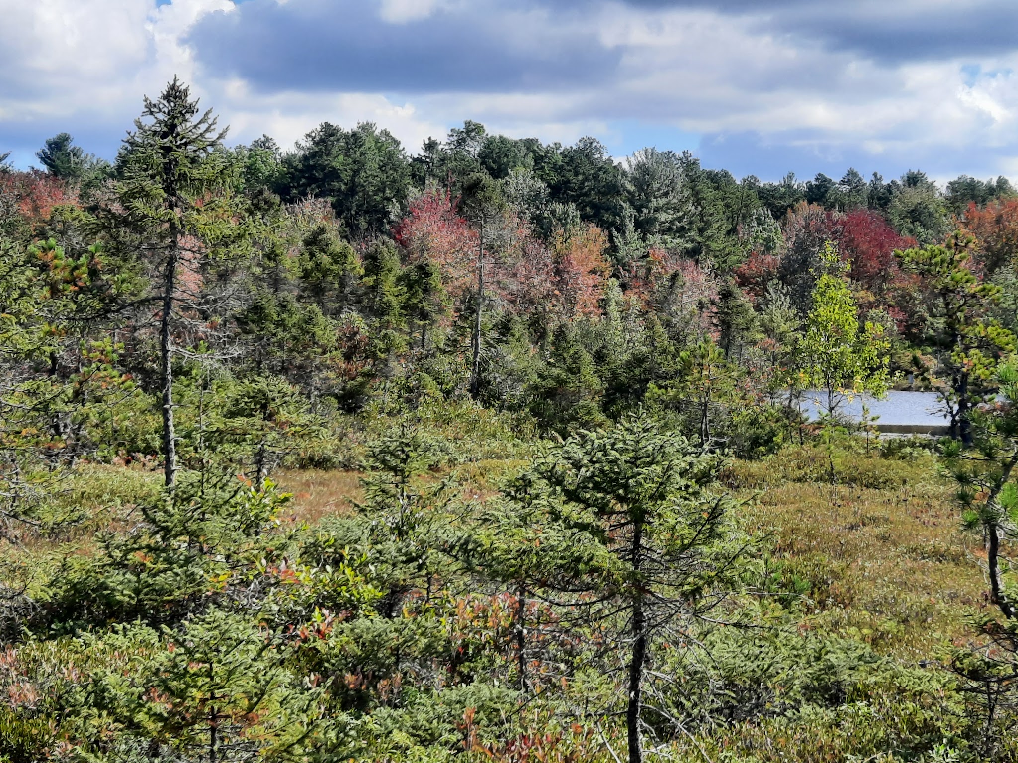 Ponemah Bog - Amherst, NH