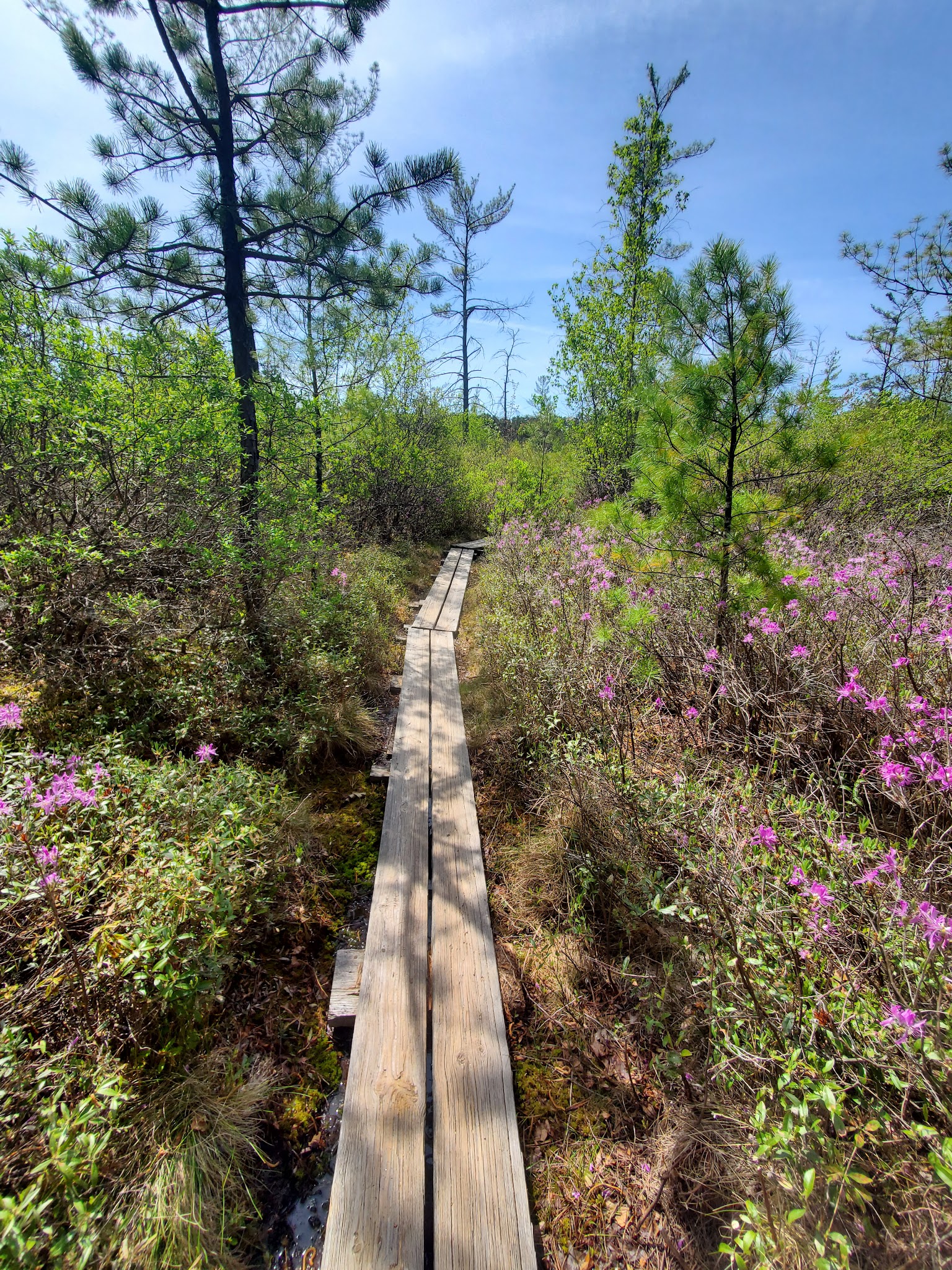 Ponemah Bog - Amherst, NH