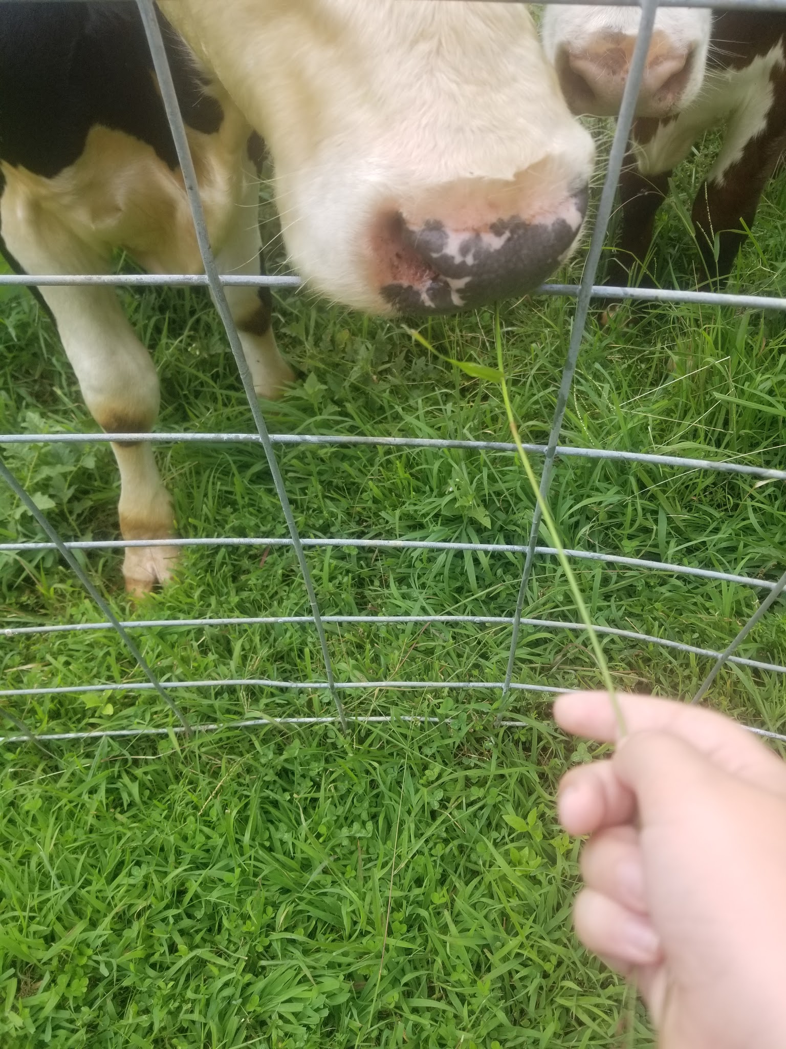 Virginia Blue Ridge Railway Trail Rose Mill Trail Head - Amherst, VA