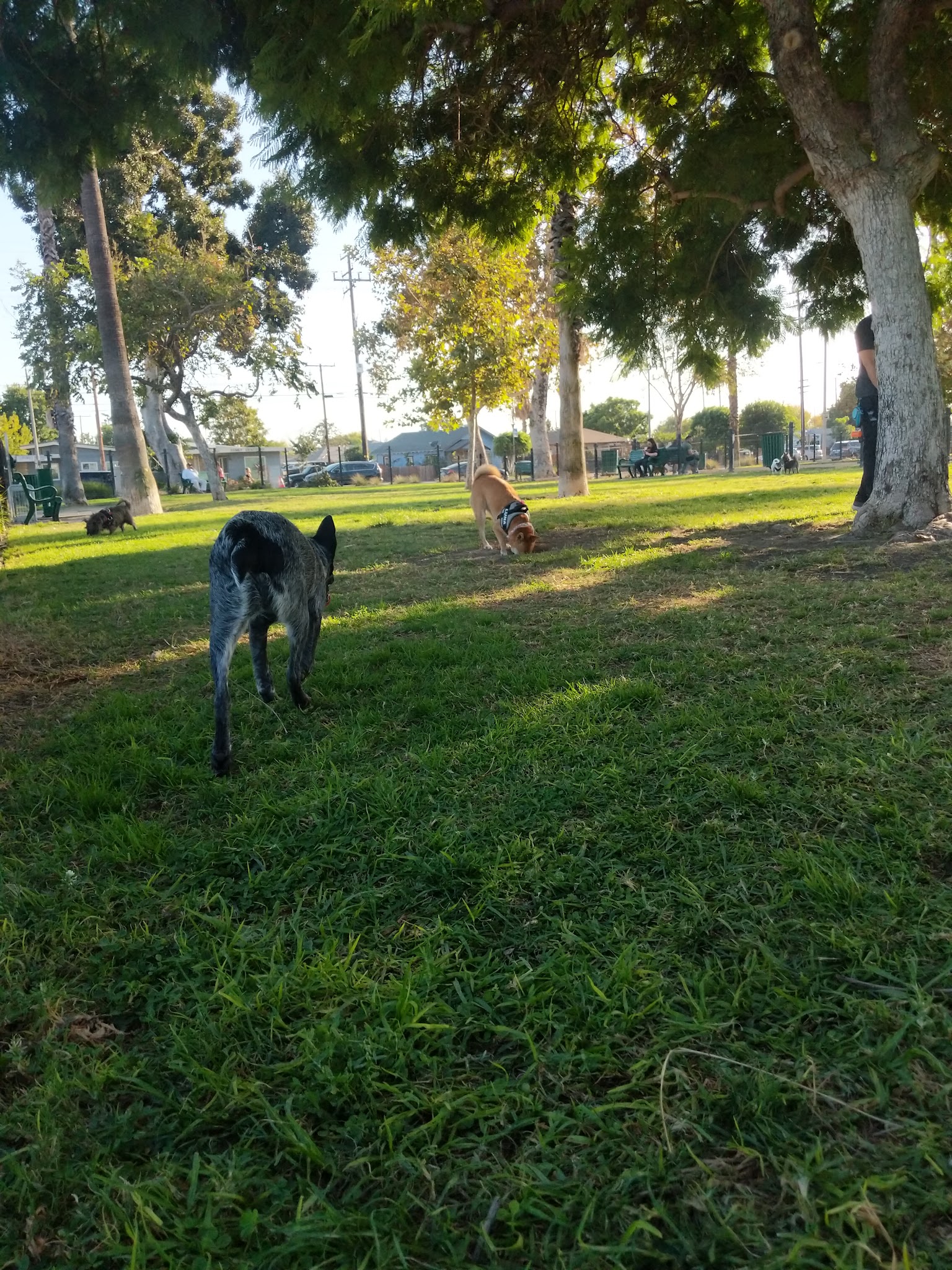 La Palma Dog Park - Anaheim, CA