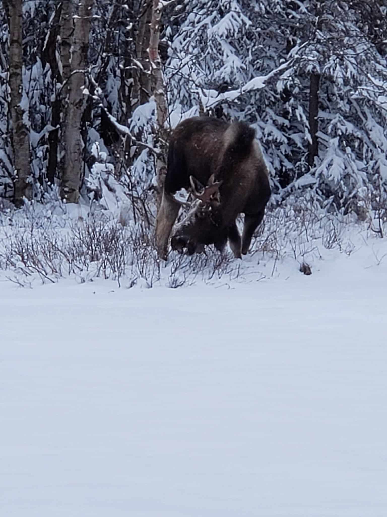 Baxter Bog Park - Anchorage, AK