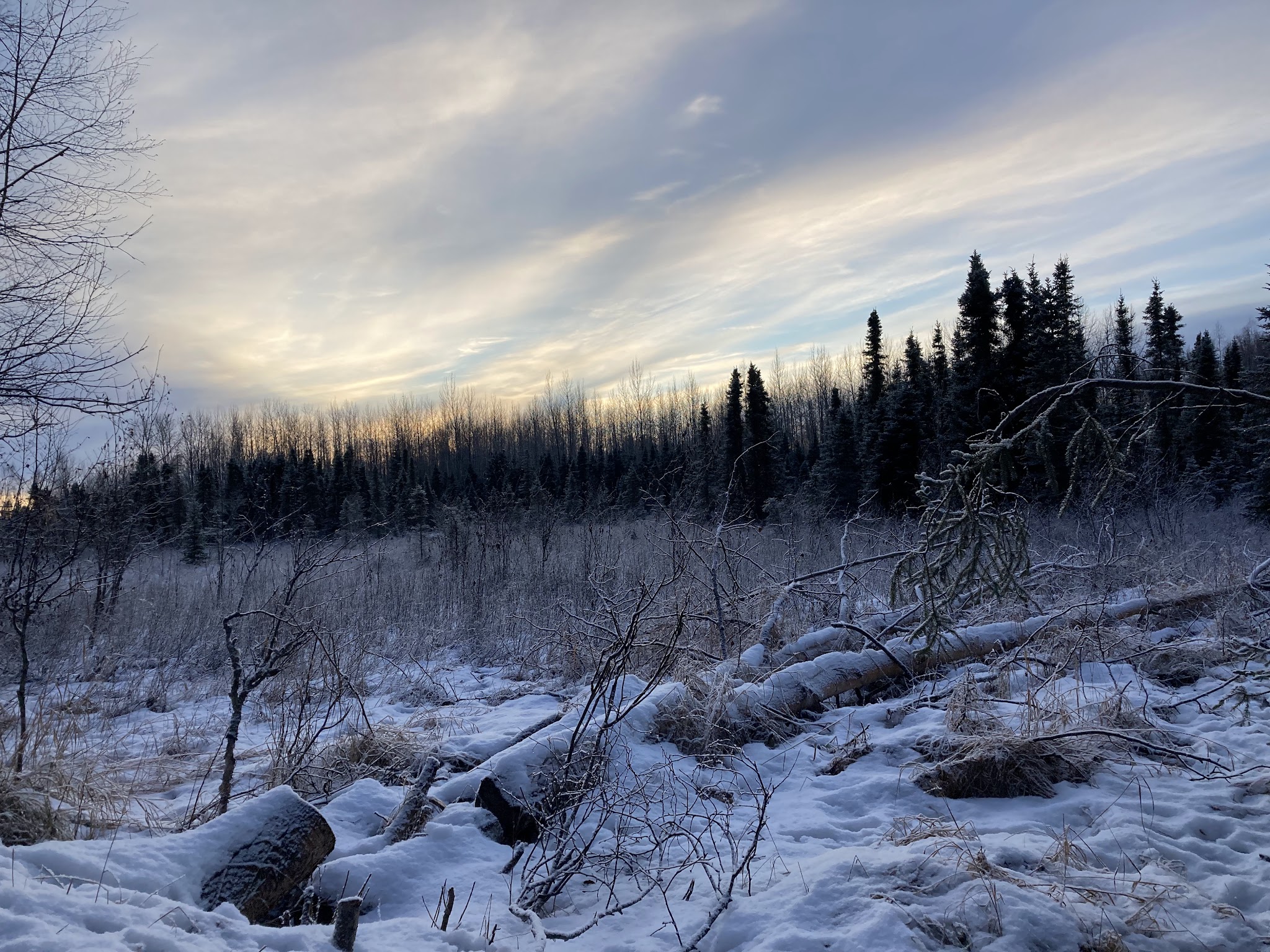 Baxter Bog Park - Anchorage, AK