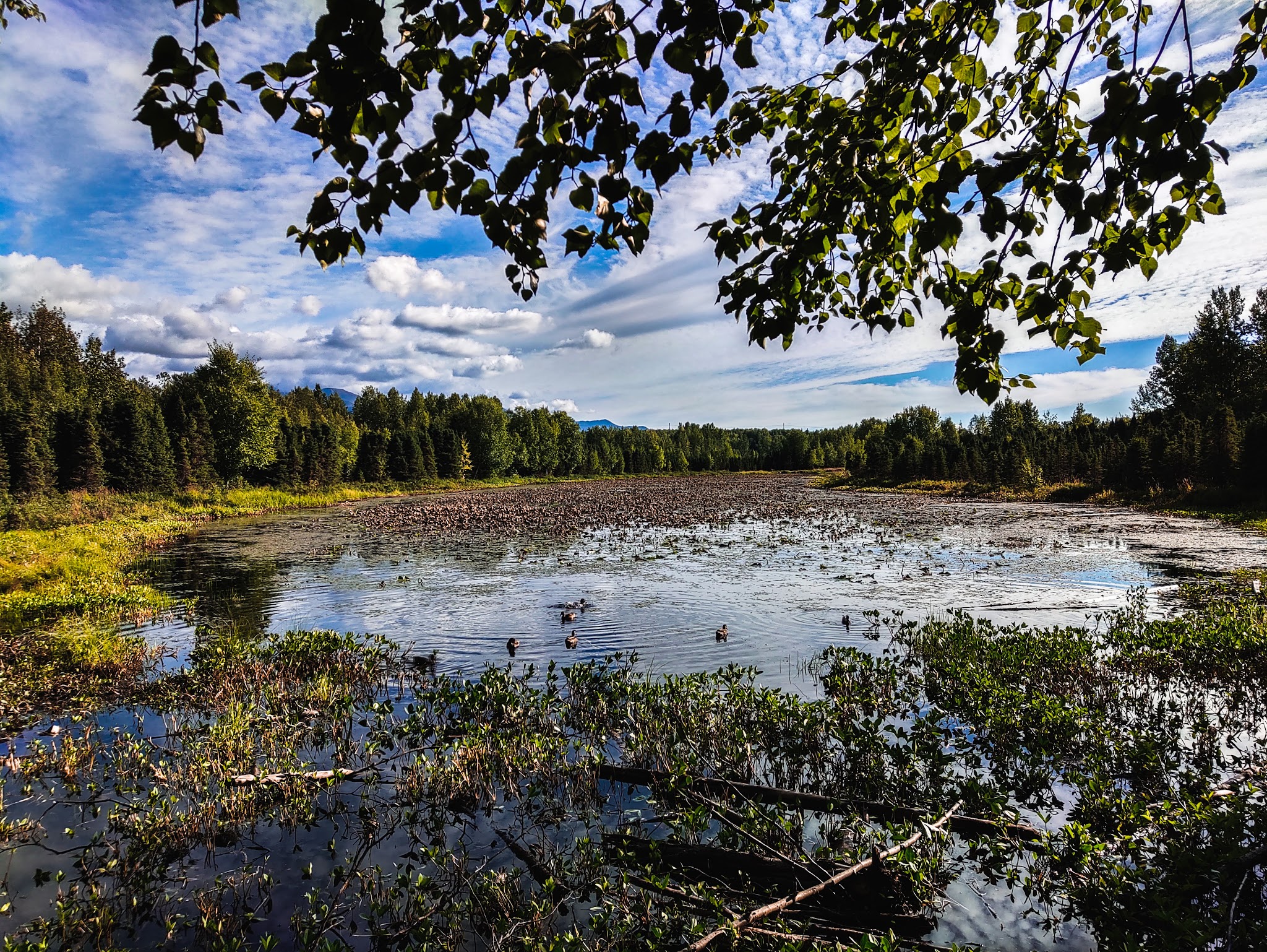 Baxter Bog Park - Anchorage, AK
