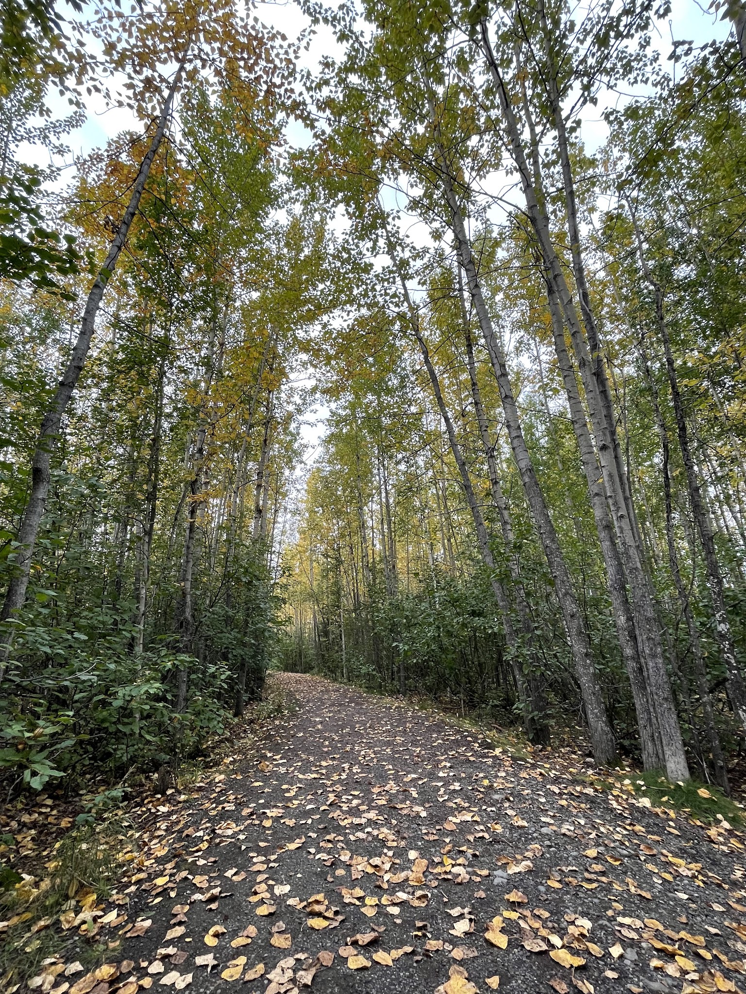 Baxter Bog Park - Anchorage, AK