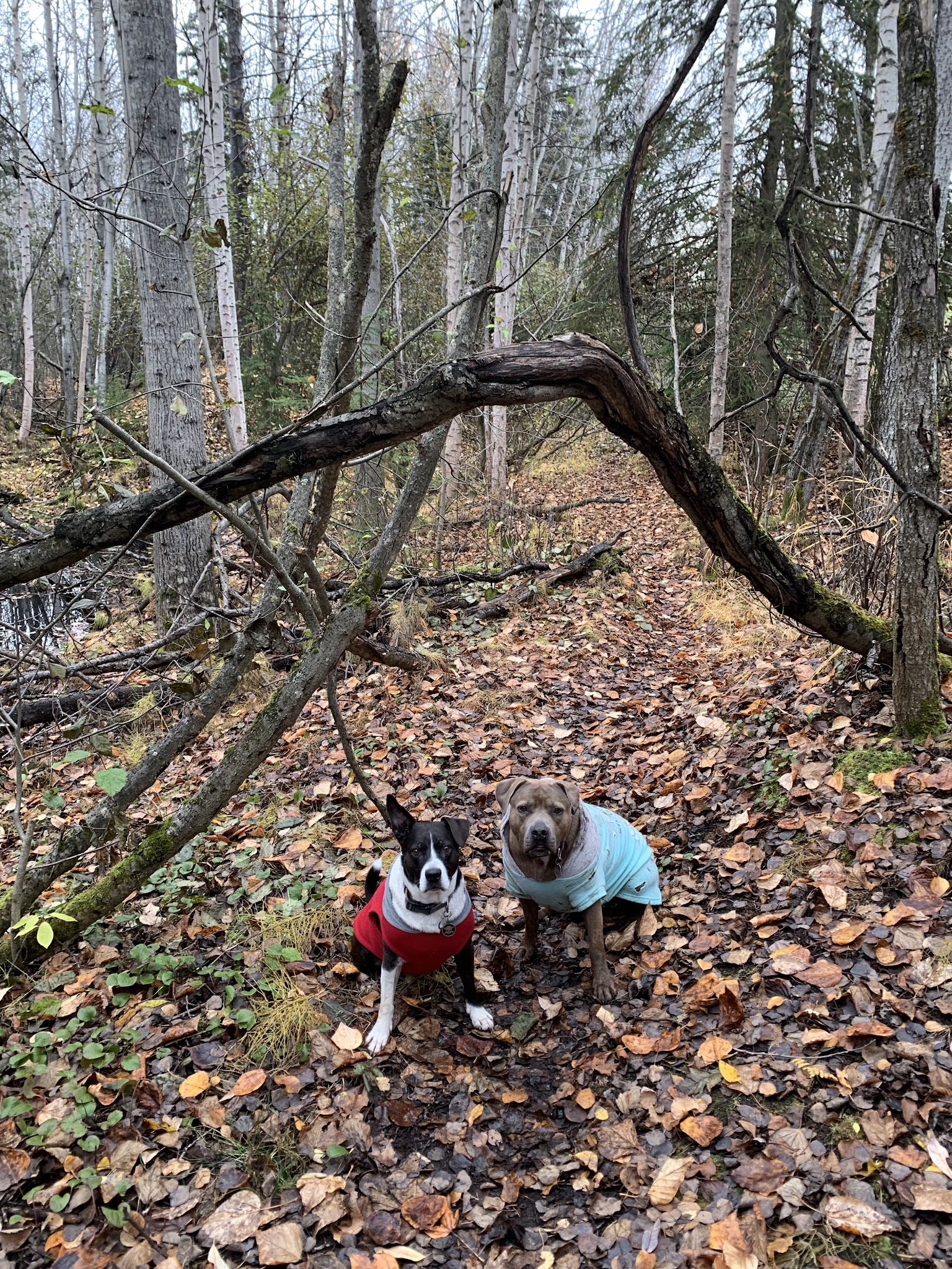 Connors Bog Park - Anchorage, AK