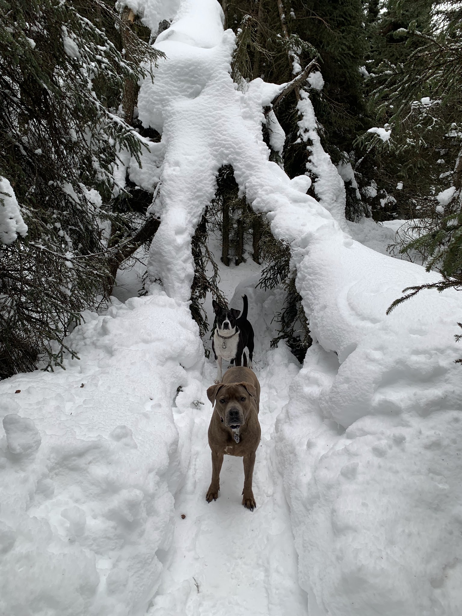 Connors Bog Park - Anchorage, AK