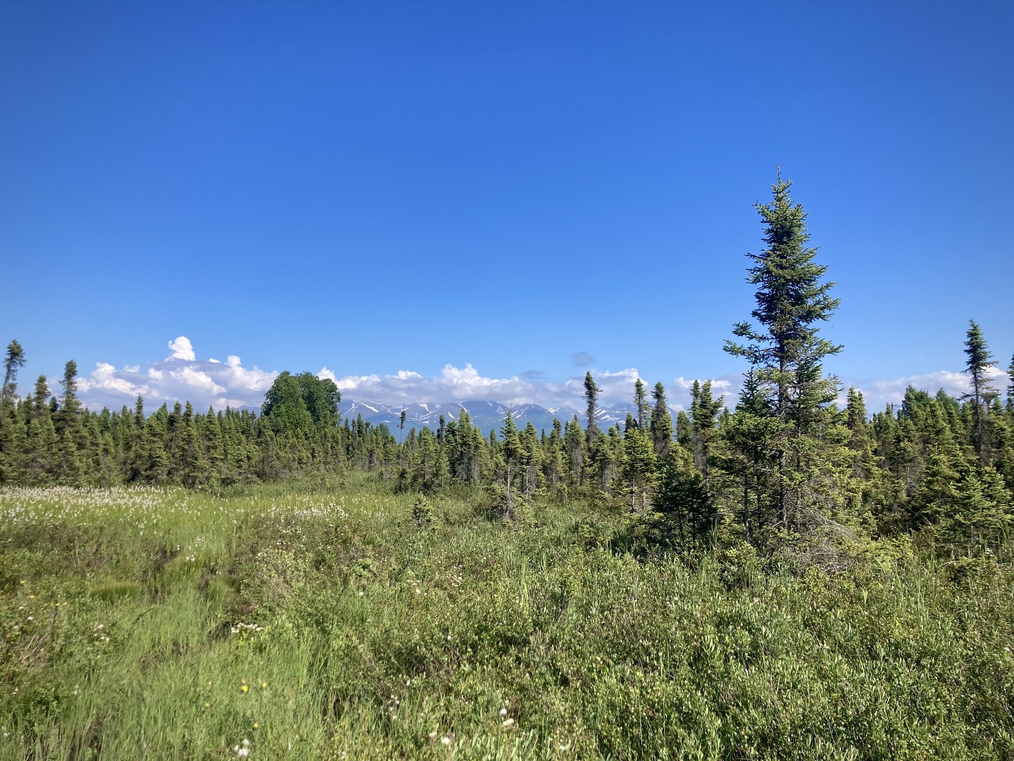 Connors Bog Park - Anchorage, AK