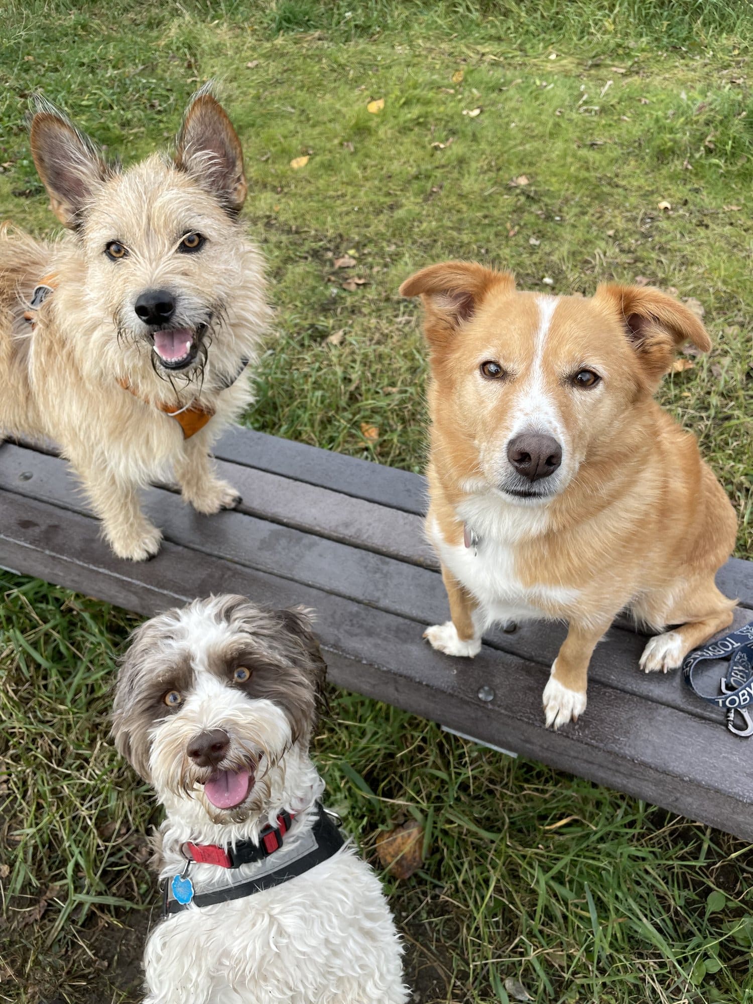 Government Hill Dog Park - Anchorage, AK