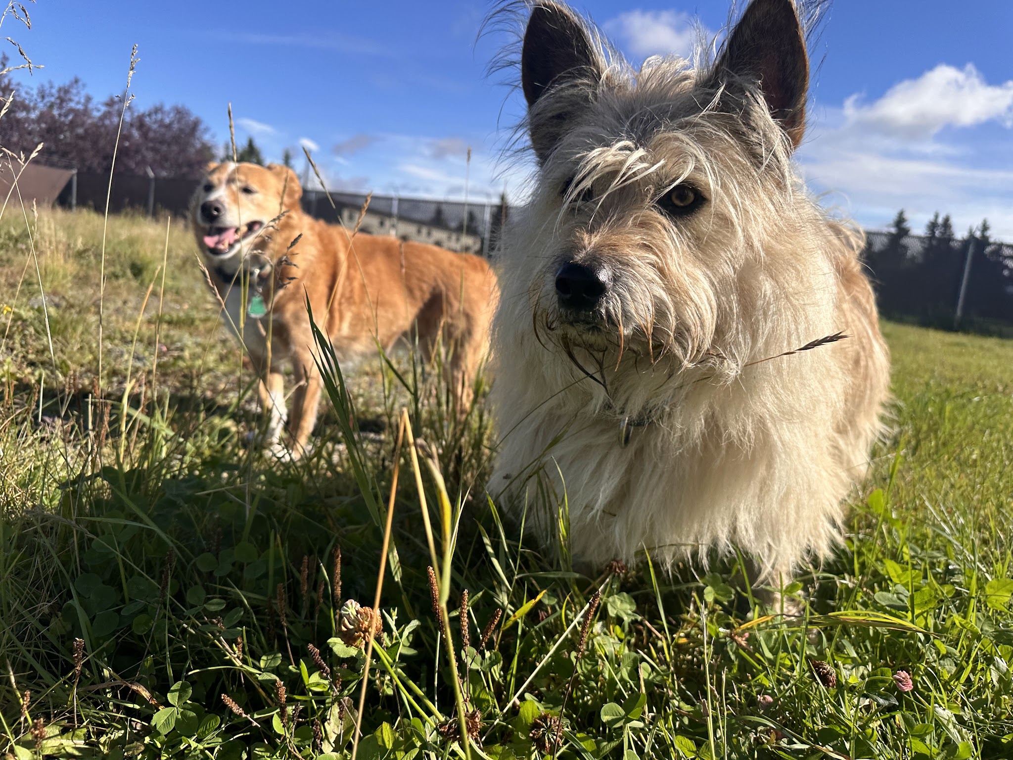 Government Hill Dog Park - Anchorage, AK