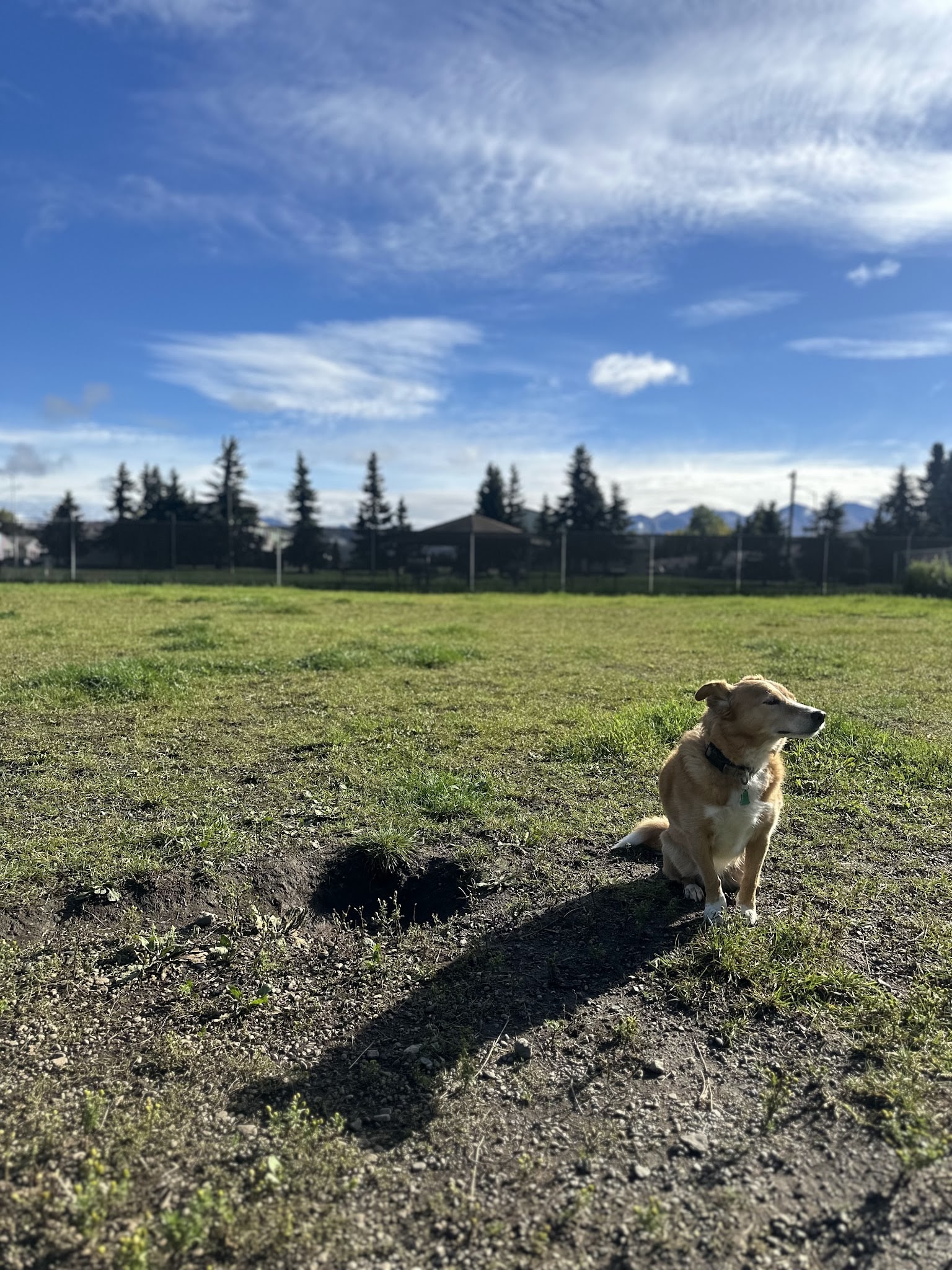 Government Hill Dog Park - Anchorage, AK