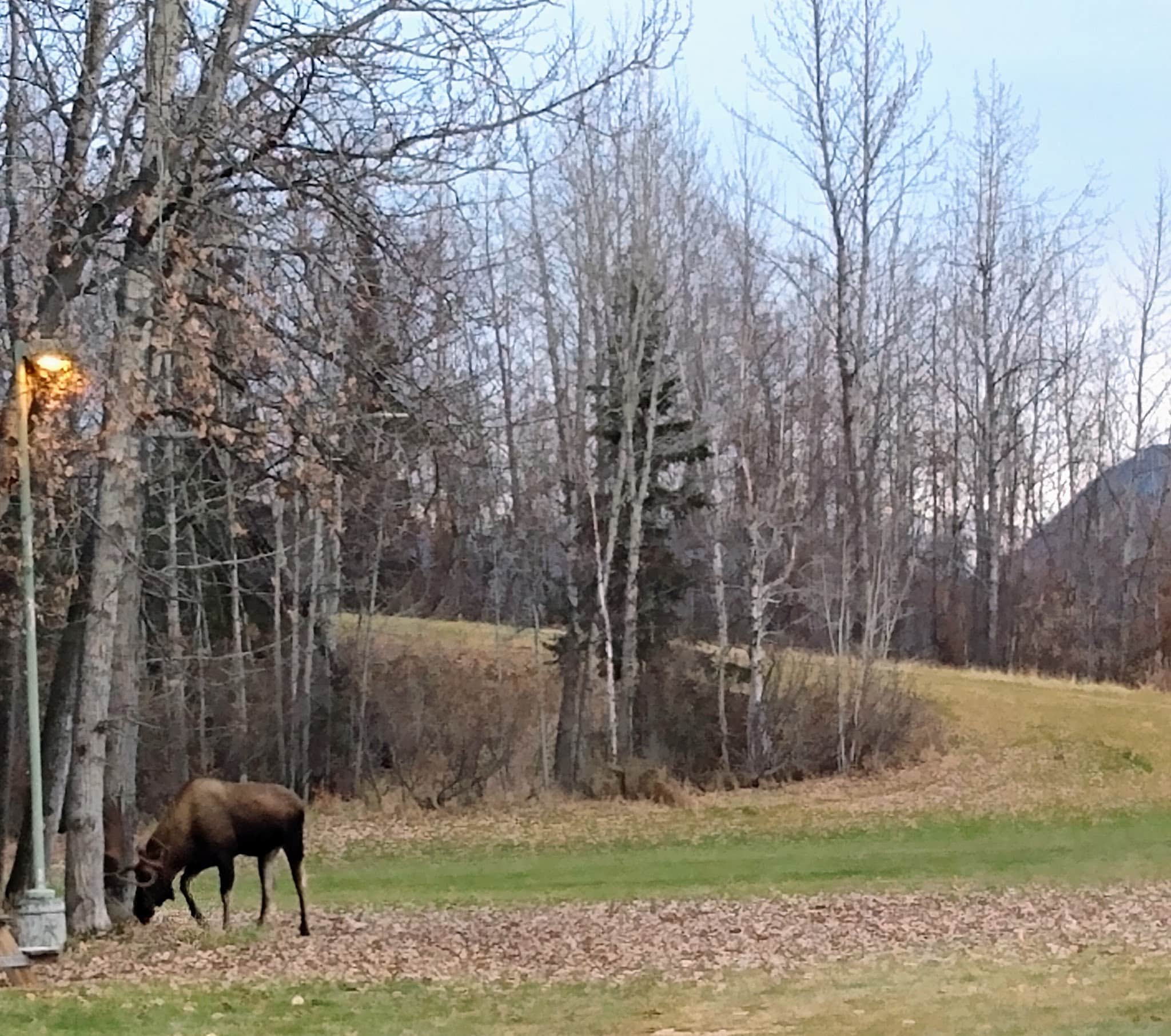 Moose Sled Hill - Anchorage, AK