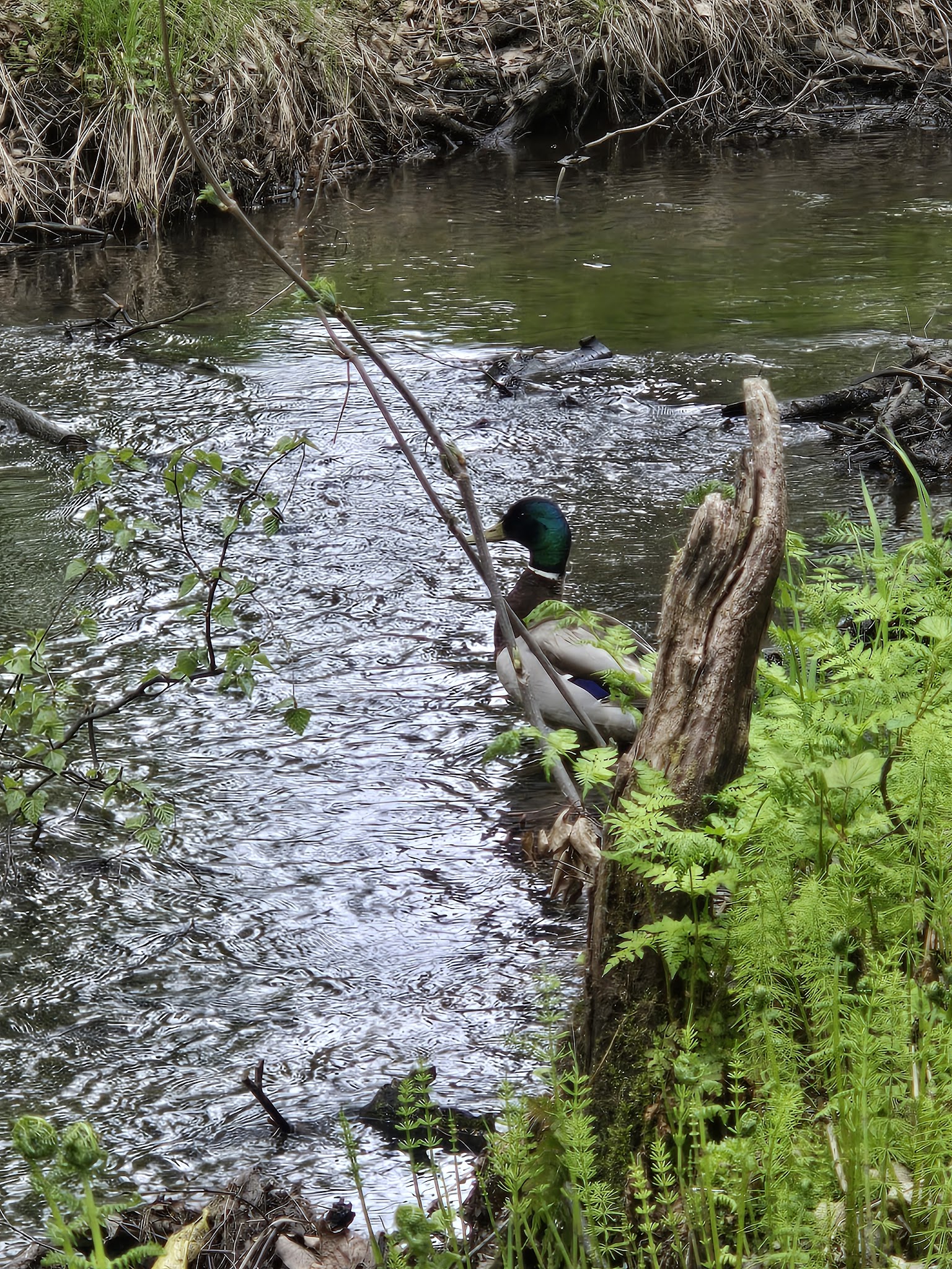 Nadine Park - Anchorage, AK