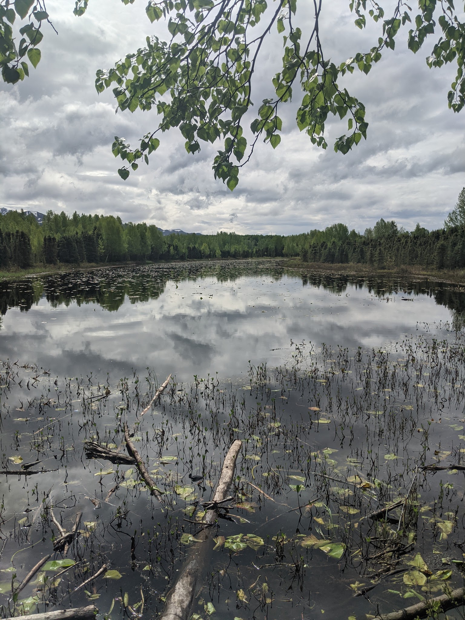 Pfleiger Park - Anchorage, AK