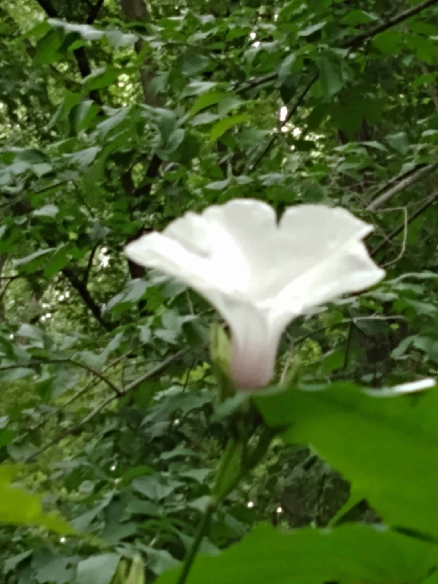 Wallbridge Acres Park - Anderson, IN