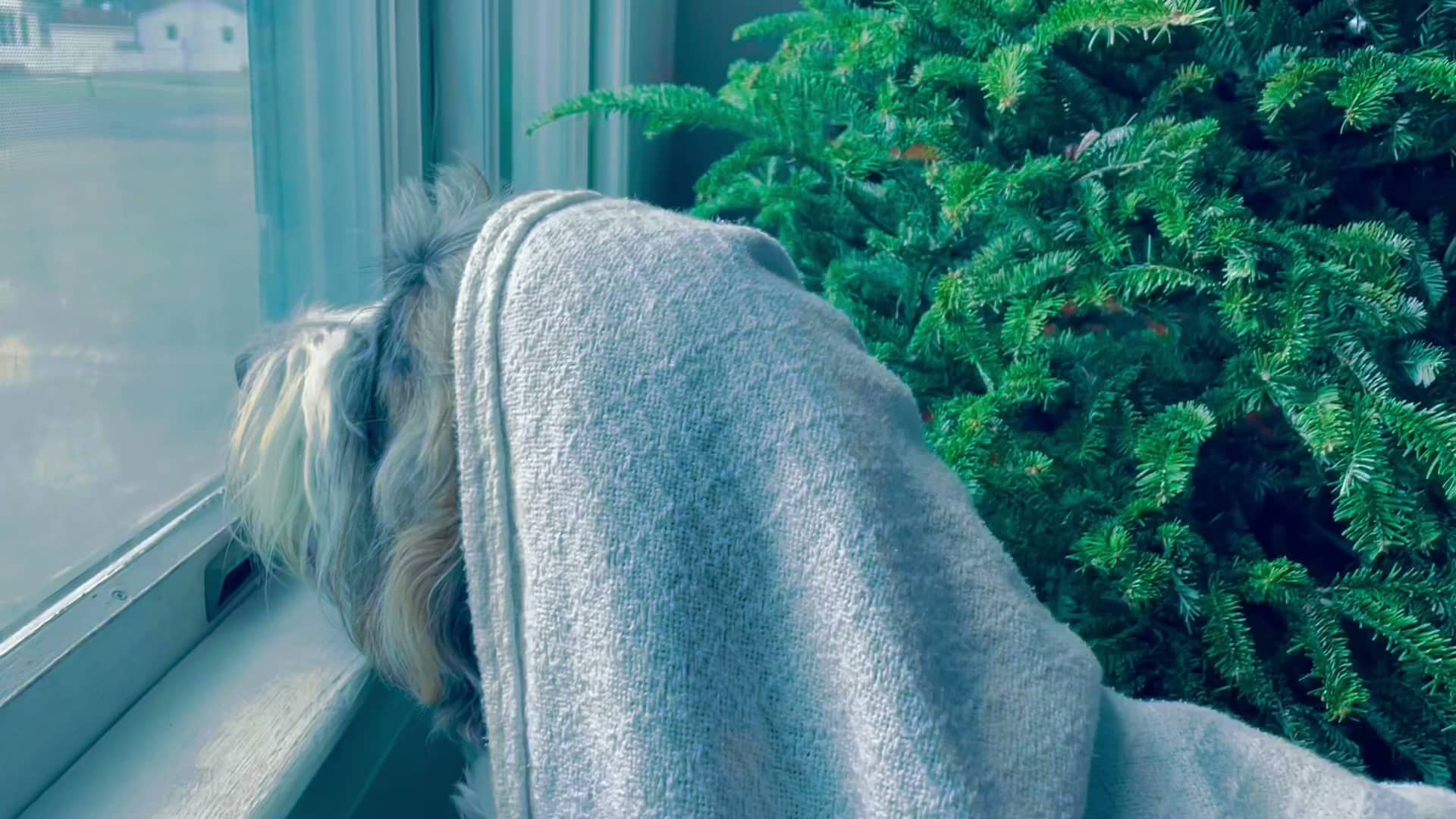 Anna’s Pet Sitting - ,