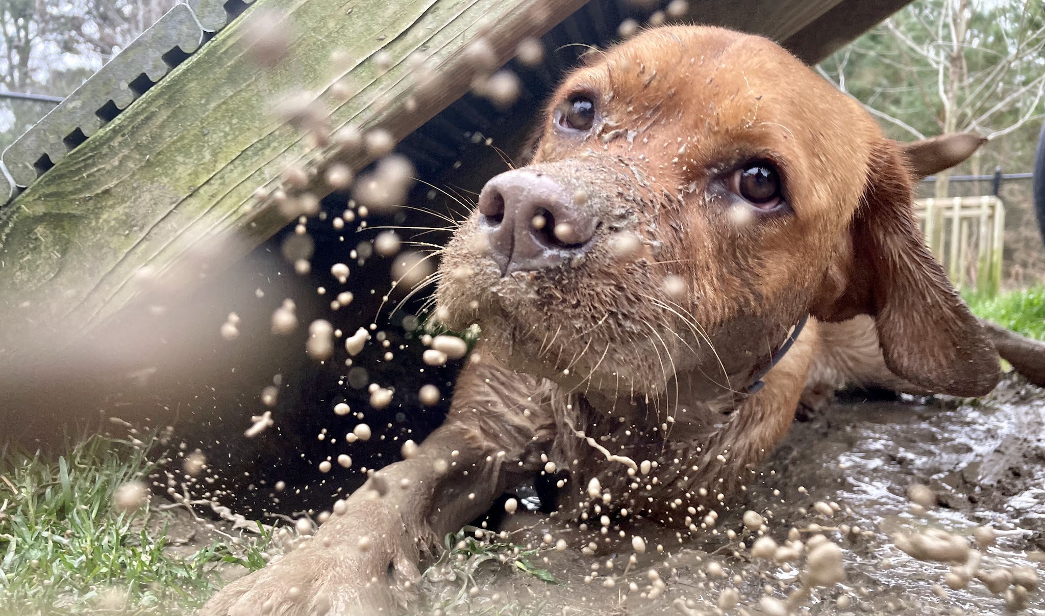 Anna’s Pet Sitting - ,