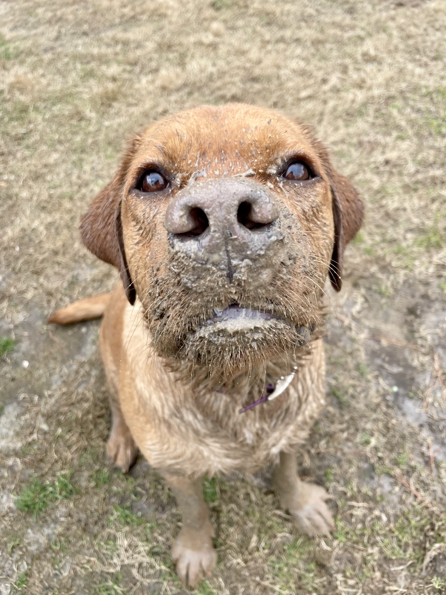 Anna’s Pet Sitting - ,