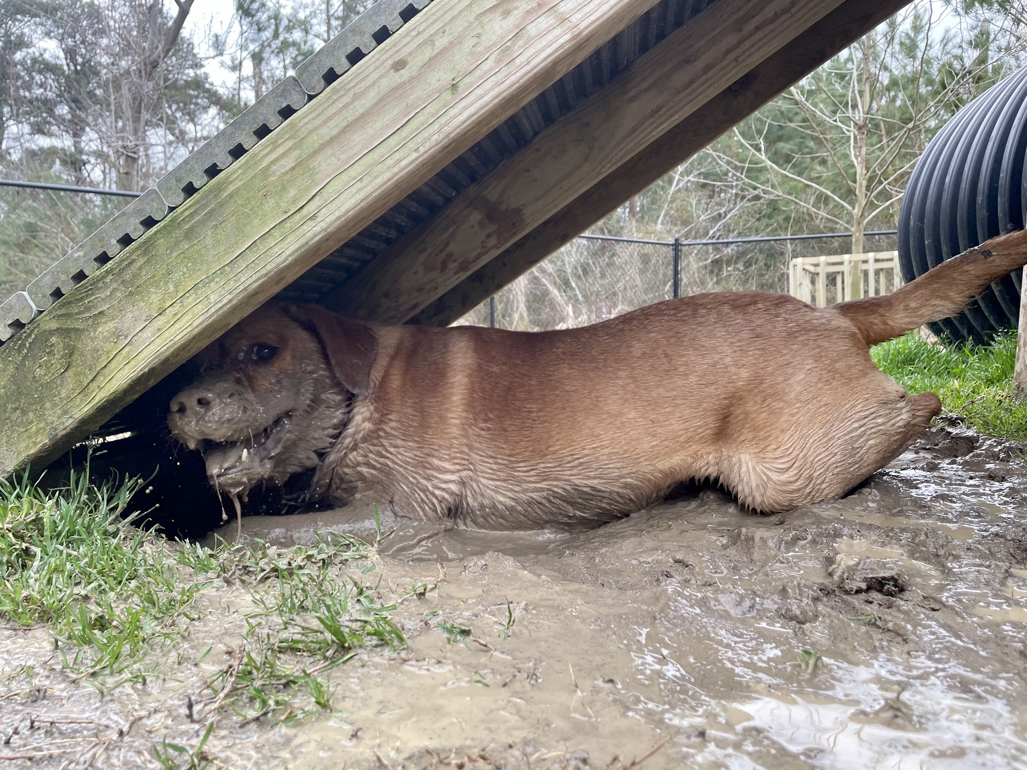 Anna’s Pet Sitting - ,