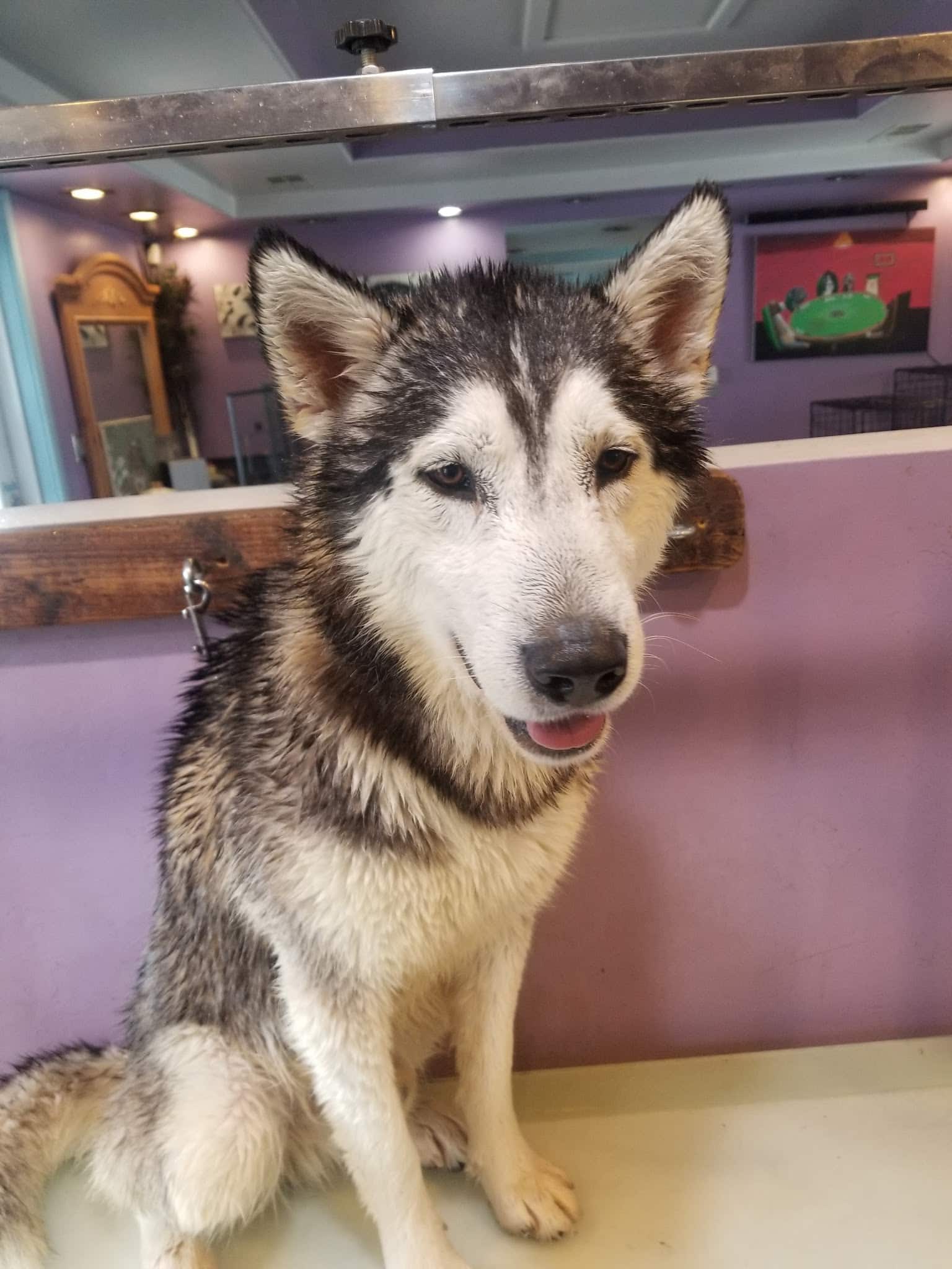 Paws & Claws Pet Spa - Anza, CA