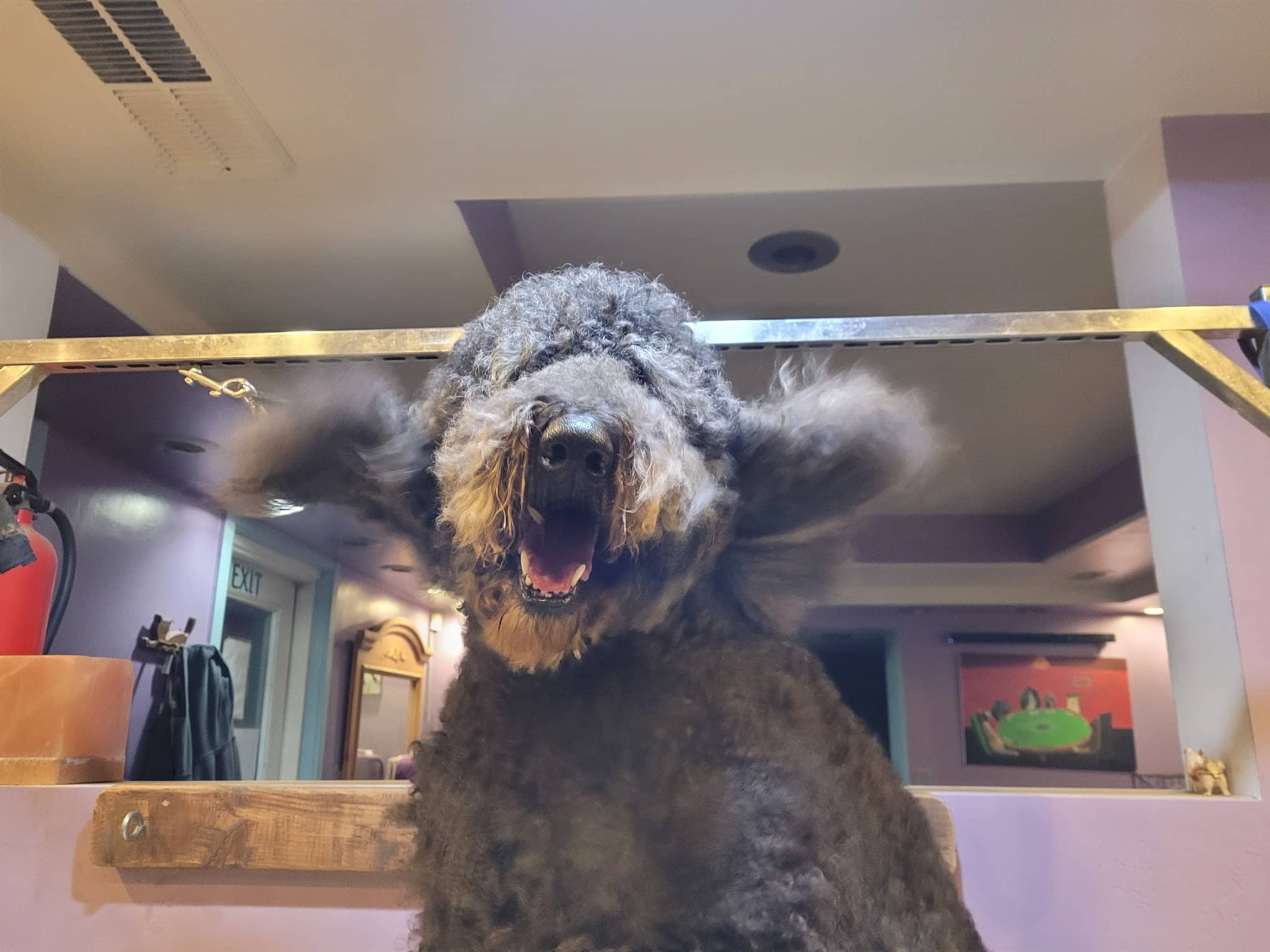 Paws & Claws Pet Spa - Anza, CA