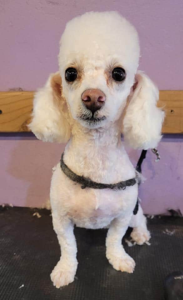 Paws & Claws Pet Spa - Anza, CA