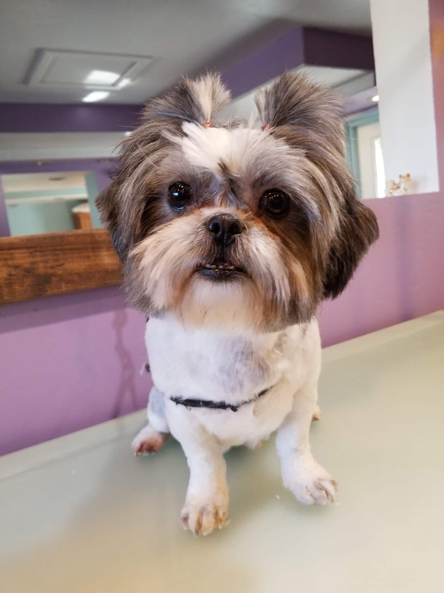 Paws & Claws Pet Spa - Anza, CA