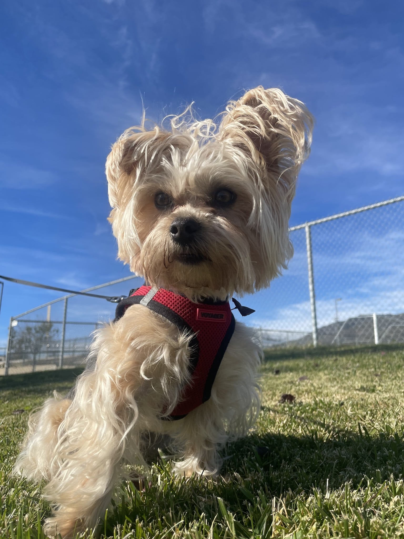 Paws & Claws Pet Spa - Anza, CA