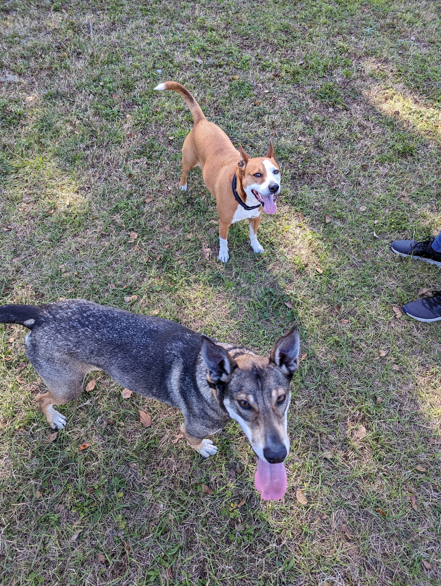 Doctors' Dog Park - Apopka, FL