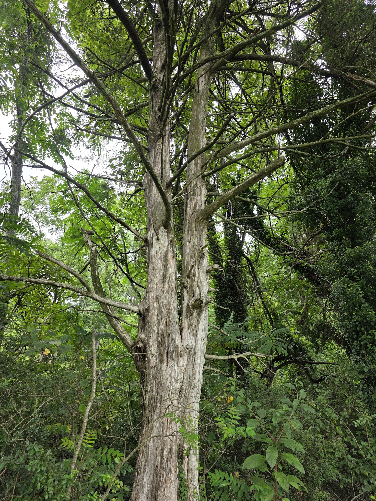 Appomattox Community Park - Appomattox, VA