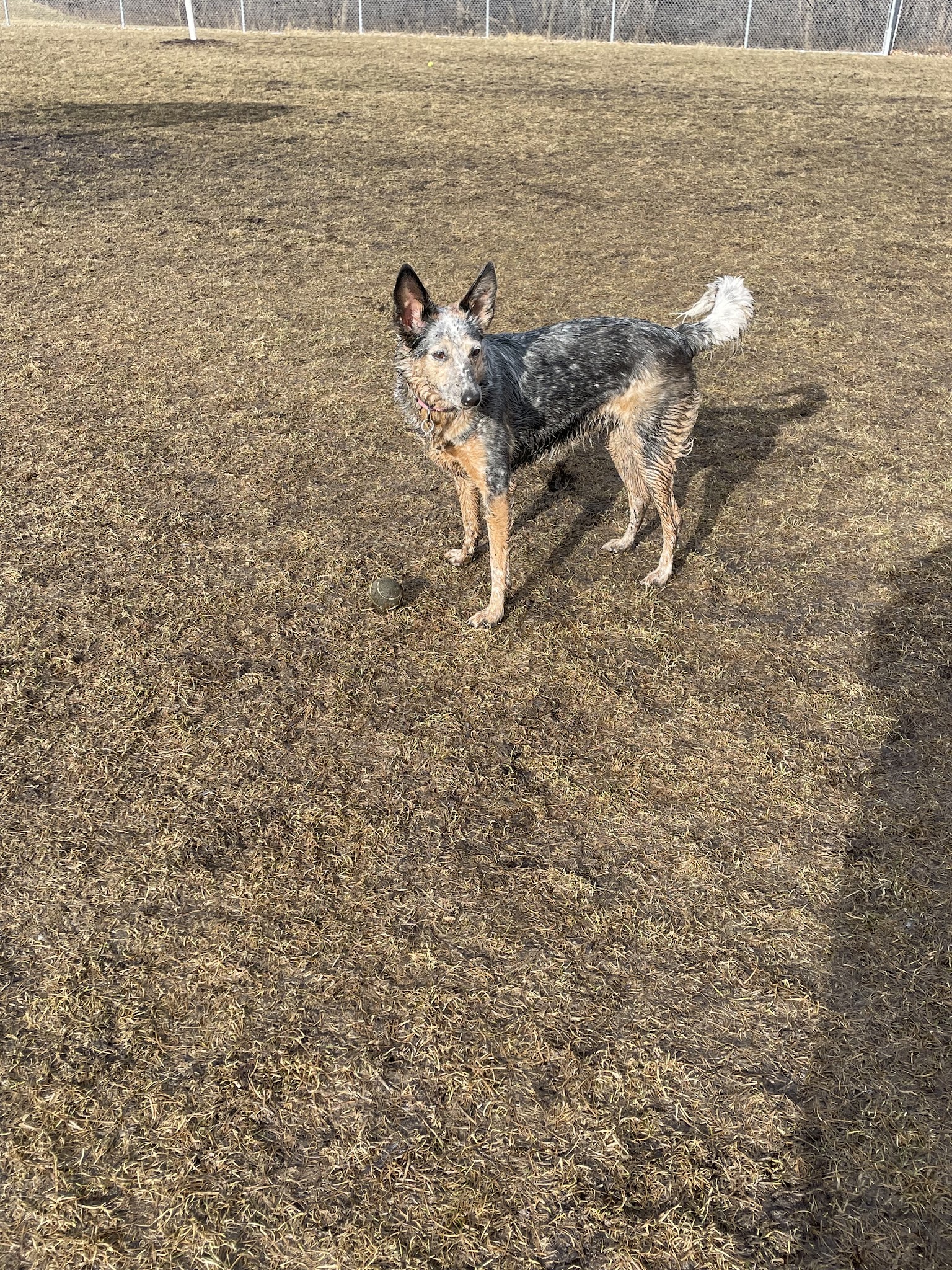Perry Dog Park - Arden Hills, MN