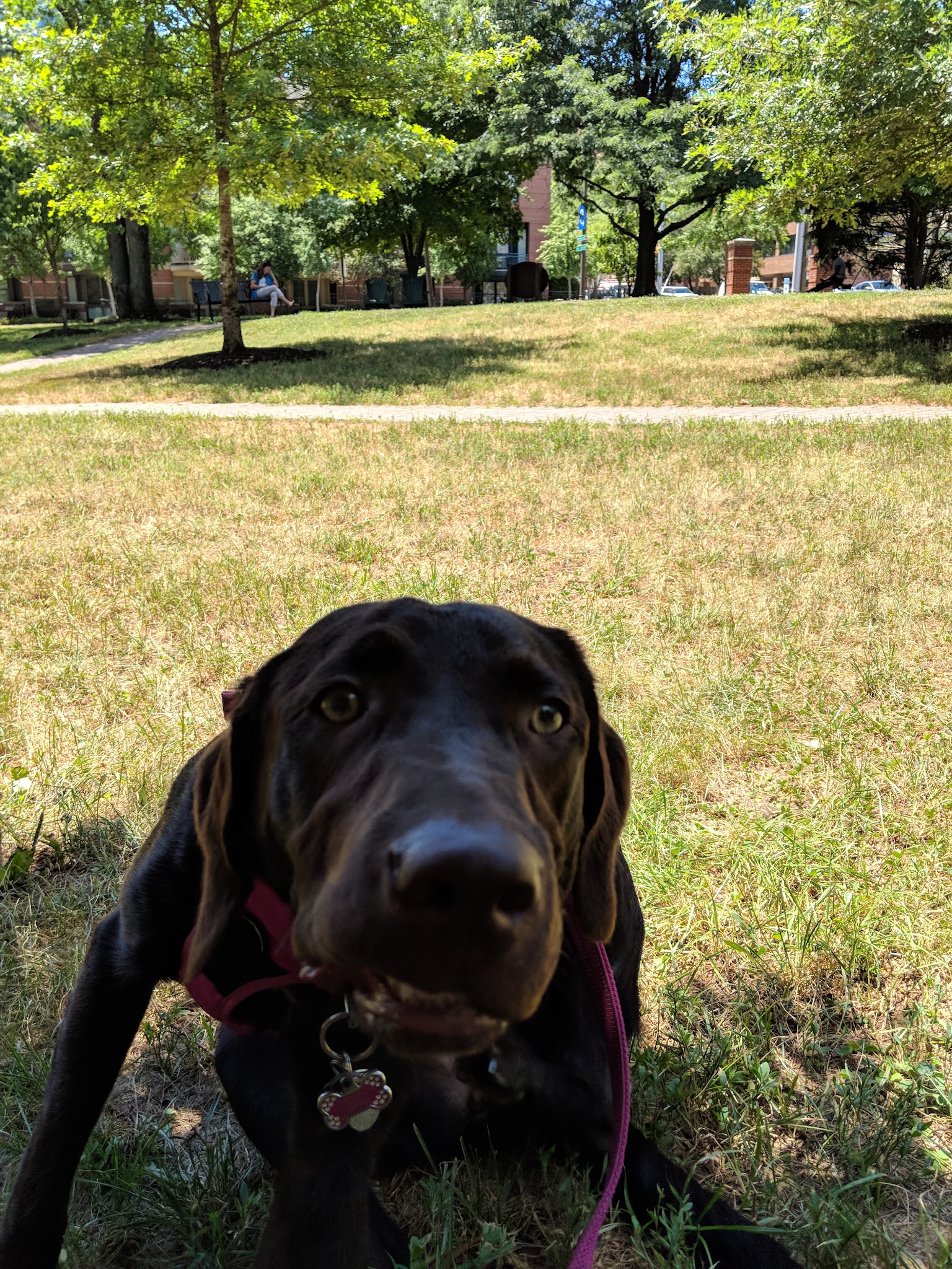 Rhodeside Green Park - Arlington, VA