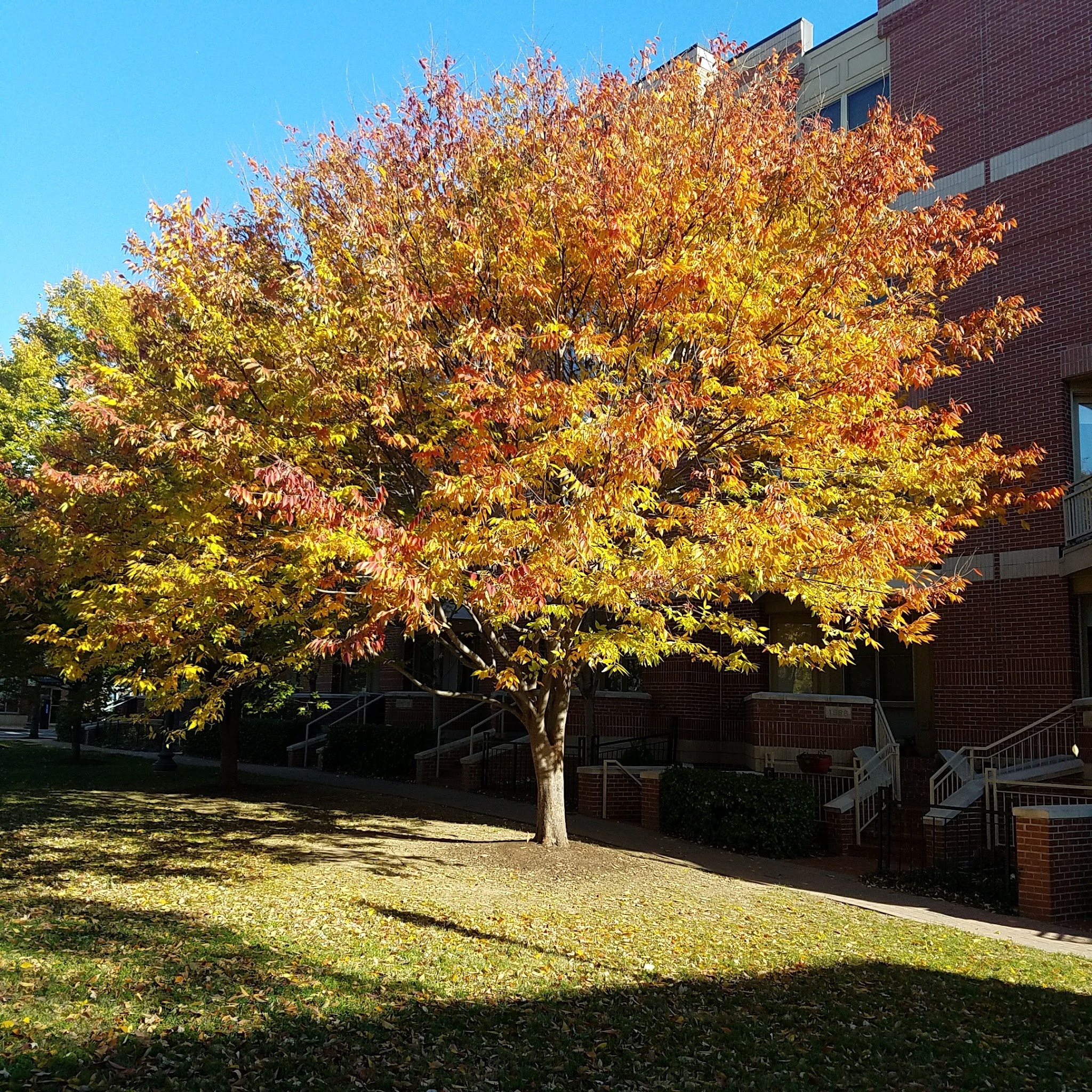 Rhodeside Green Park - Arlington, VA